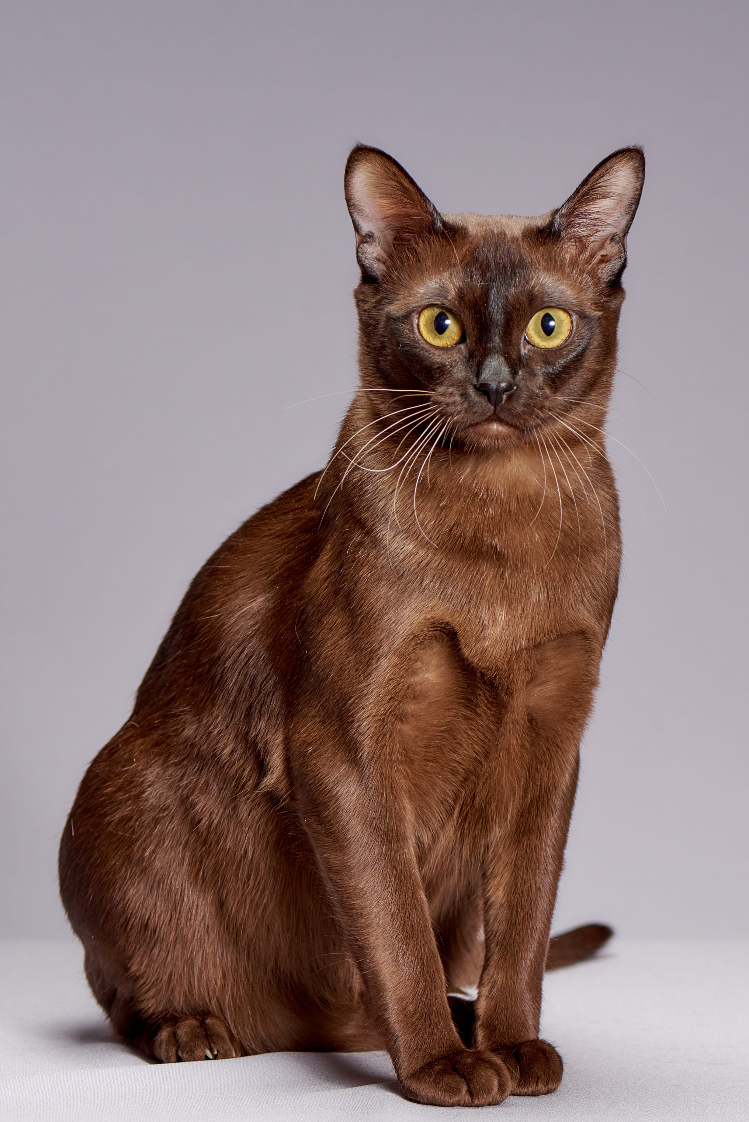cat, short, brown, kitten, haired, indoors, domestic, full length, breed burmese, portrait, animals, vertebrate, white background, mammal, 2K, whisker, Phone HD Wallpaper
