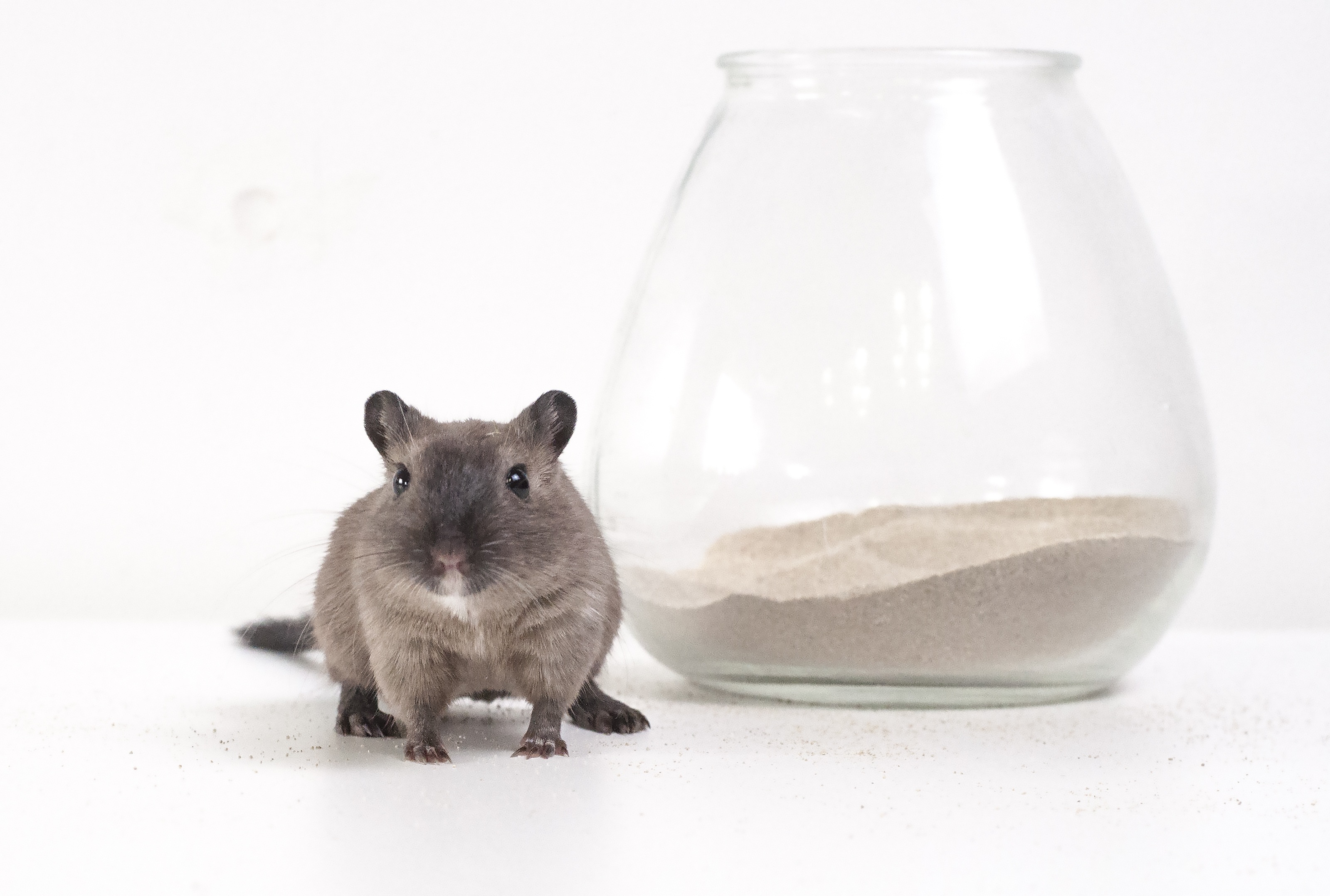 chinchilla sand, animal wildlife, studio shot, dairy product, small, front view, white background, rodent, rat, close-up, mammal, food and drink, black, HD Wallpaper