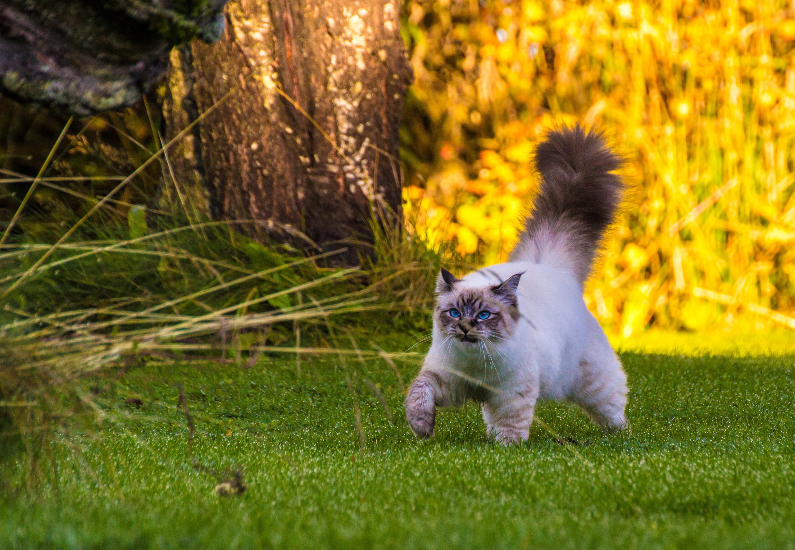 whisker, one animal, land, domestic, young animal, 2K, Burmese, plant, animal themes, pets, mammal, grass, walk, animal, domestic animals, cat, nature, HD Wallpaper