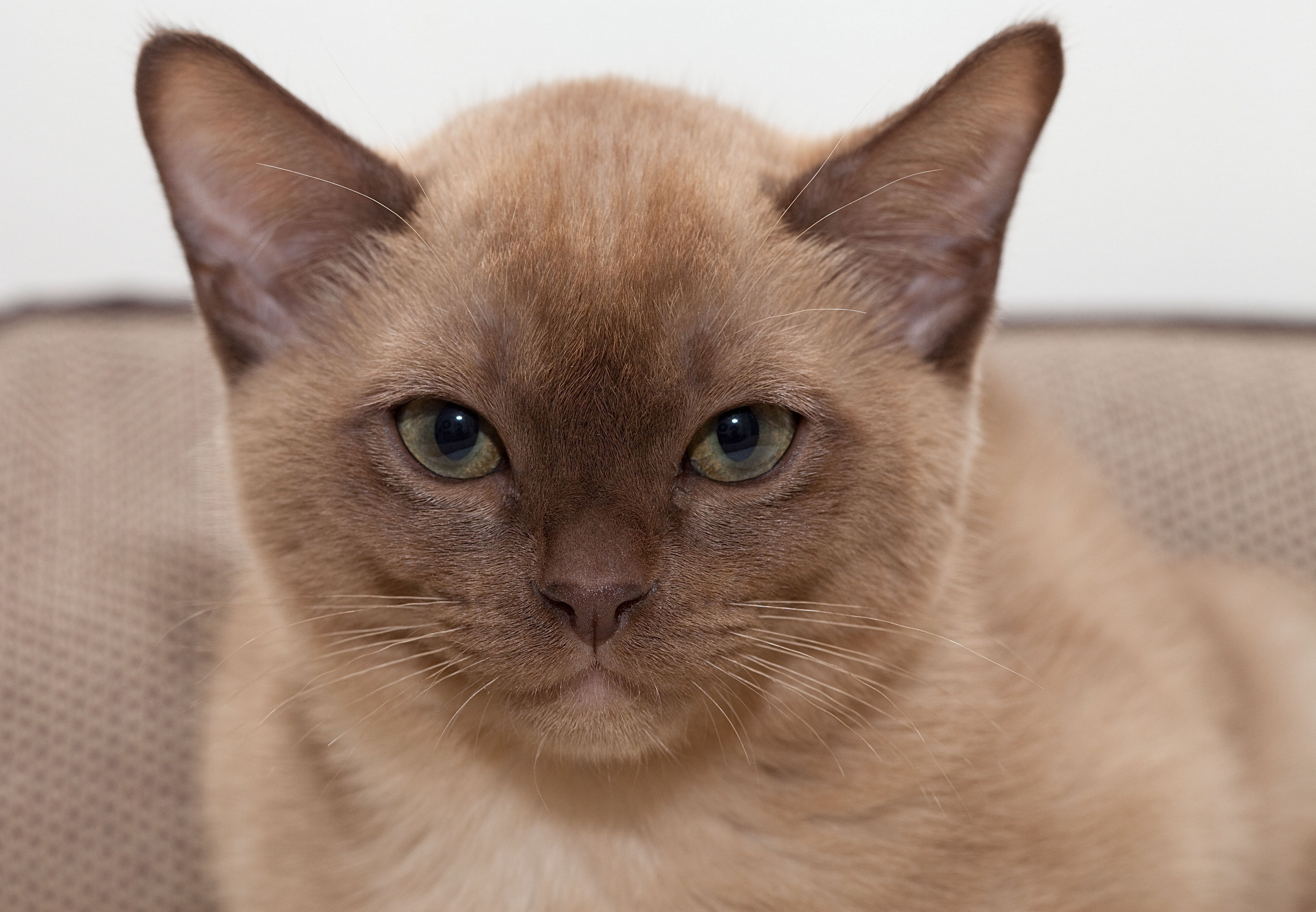 burmese, face, 2K, cat, kitten, HD Wallpaper