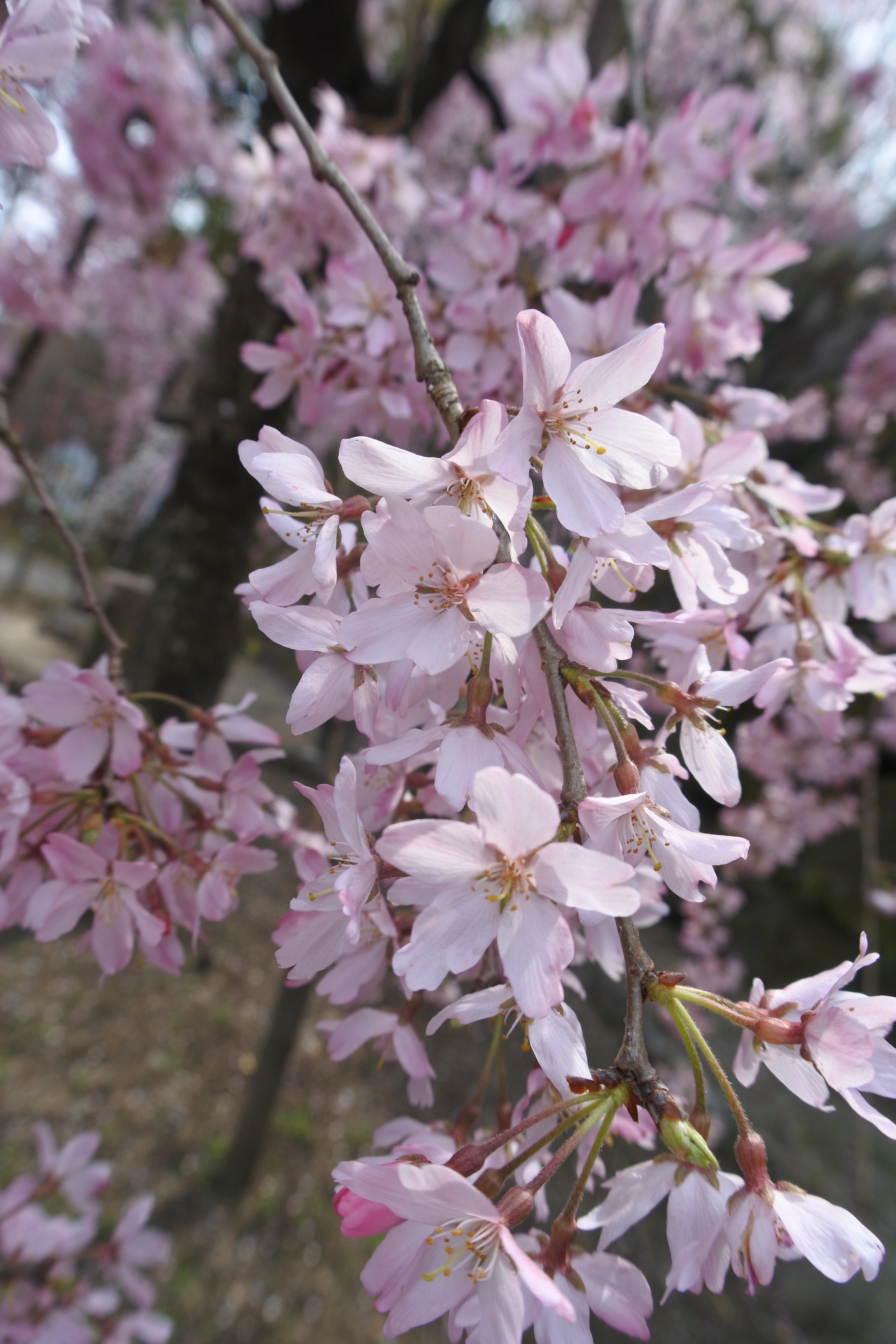Cherry, spring, plant, bunch of flowers, cherry, beauty In Nature, outdoors, branch, cherry blossom, Flowers, natural, growth, vulnerability, nature, april, Phone HD Wallpaper