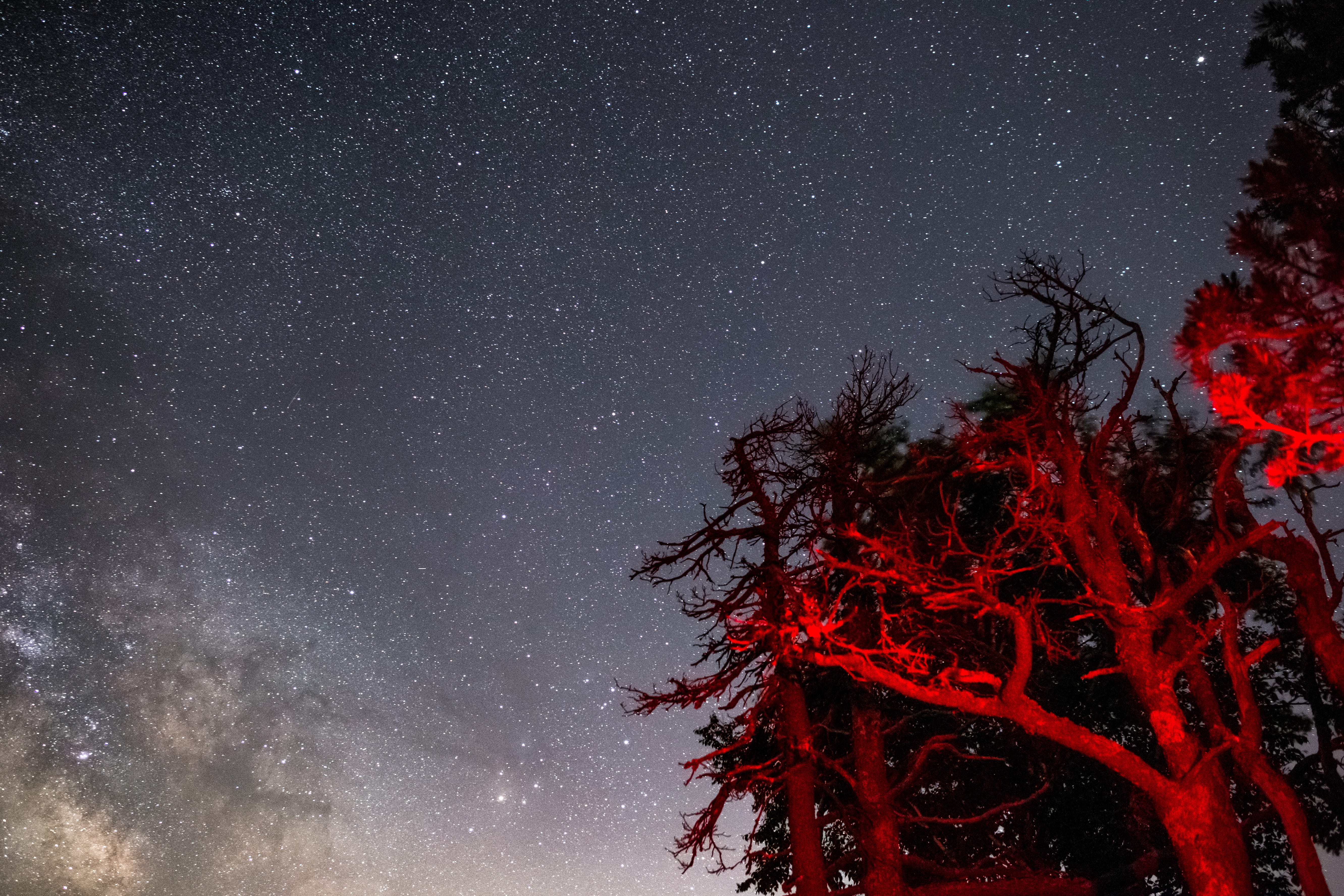 galaxy, growth, astronomy, stars, night, low angle view, space, tranquil scene, scenics - nature, art, tree, 5K, gray, constellation, star - space, infinity, HD Wallpaper