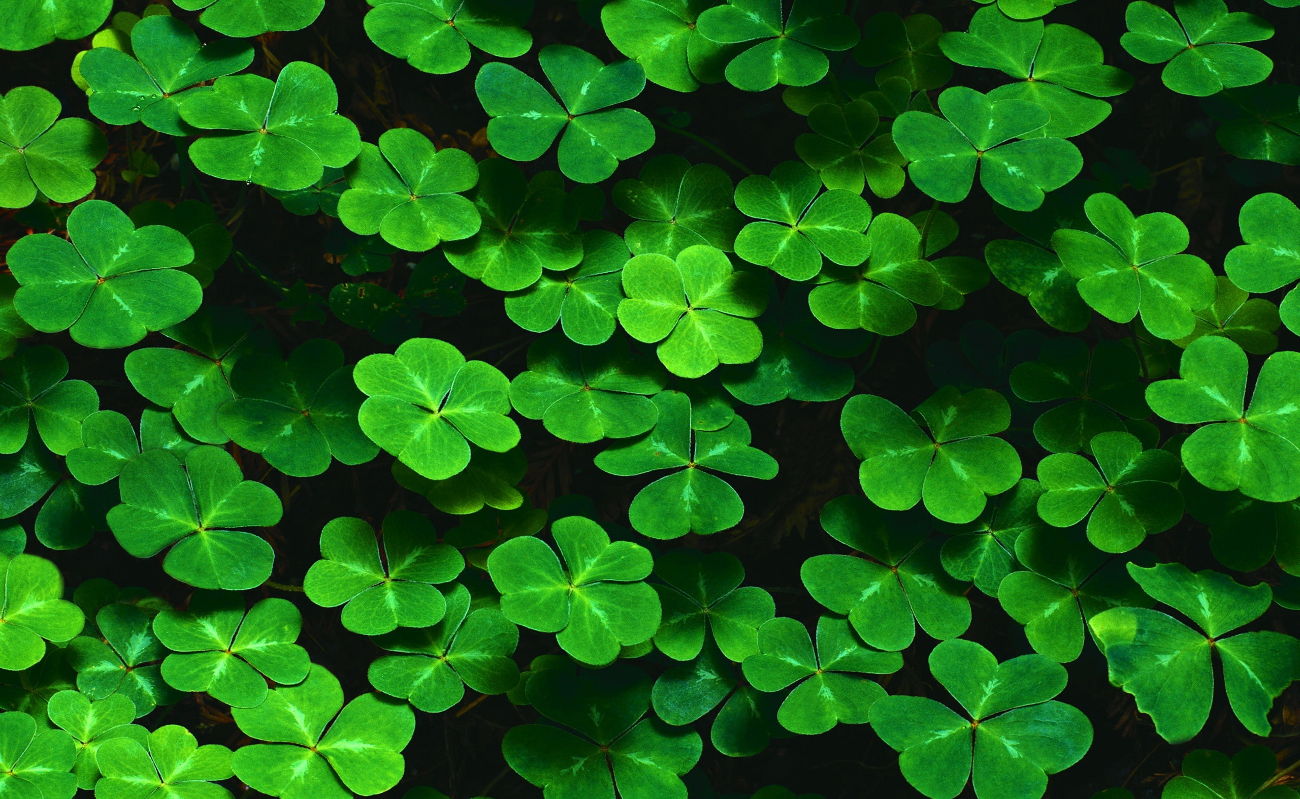 leaf, land, Holidays, high angle view, Saint Patricks Day, no people, freshness, Clover, full frame, leaves, nature, growth, backgrounds, green color, HD Wallpaper