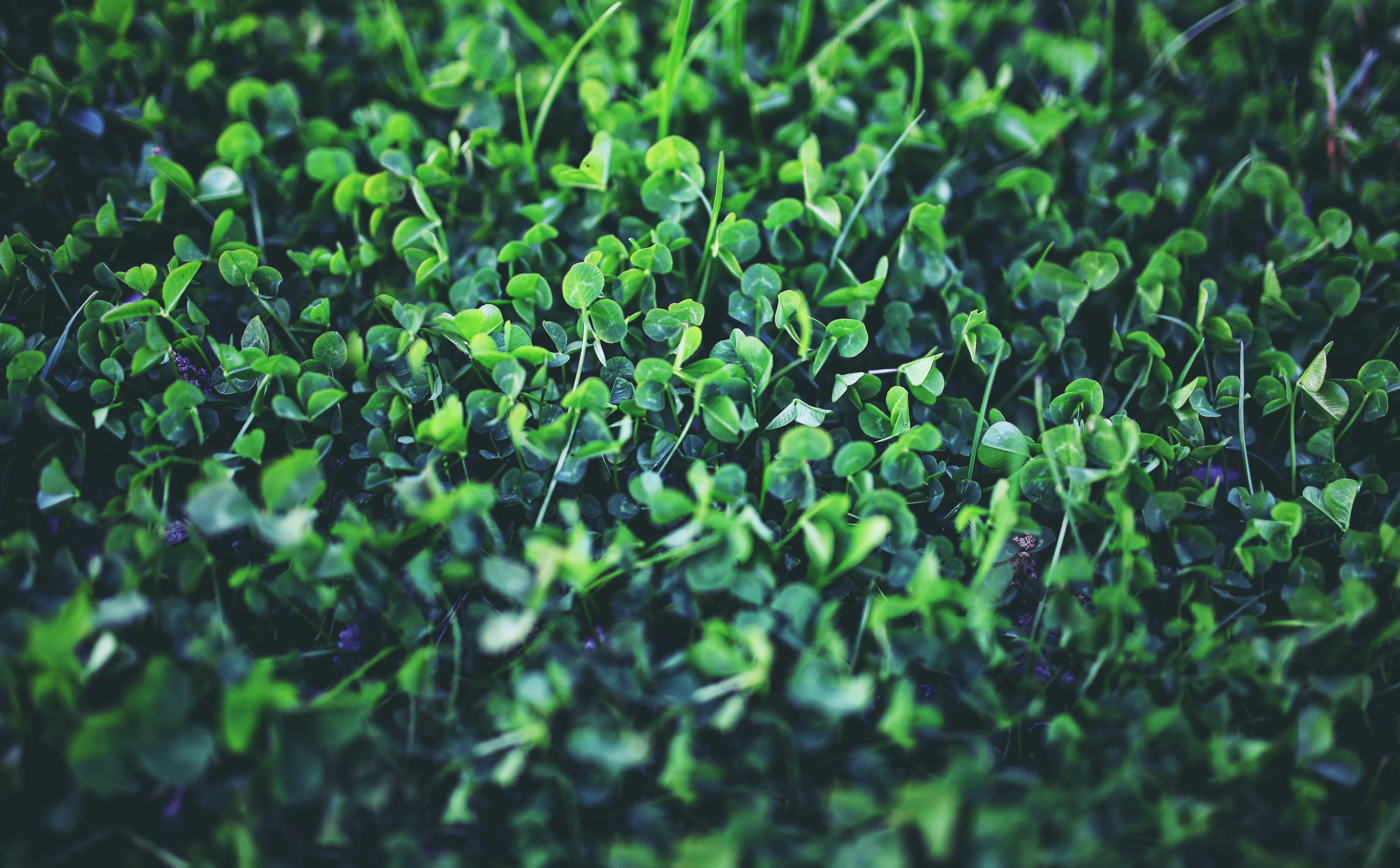 leaves, backgrounds, Plant, Holidays, Spring, high angle view, freshness, close-up, field, leaf, green color, trefoil, Young, growth, trifolium, plant part, HD Wallpaper