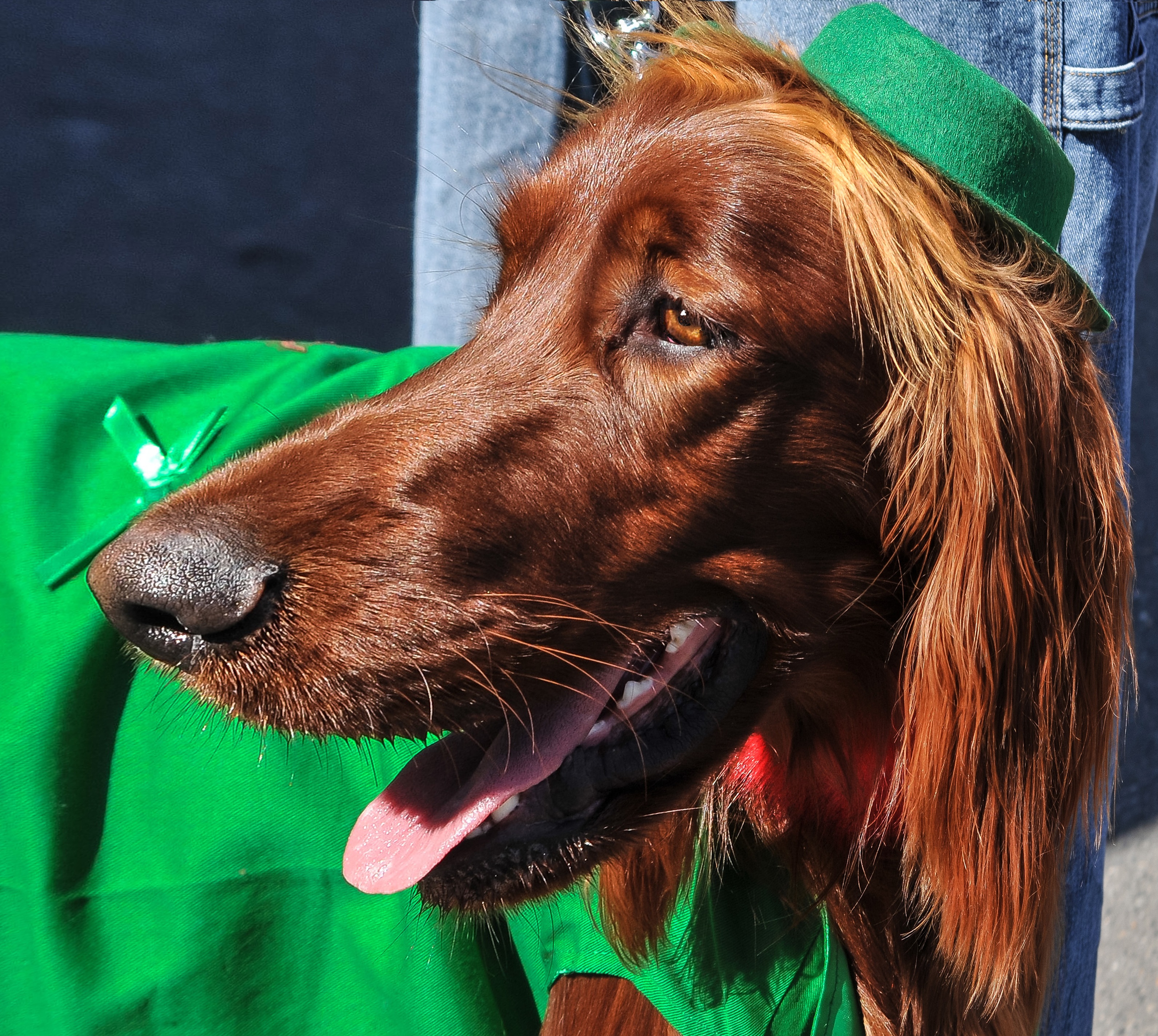 dog, body, domesticated, domestic, day, vertebrate, near, animals, animal head, dog breeds, red, dogs, saint patricks day, 2K, pets, one animal, setter, HD Wallpaper