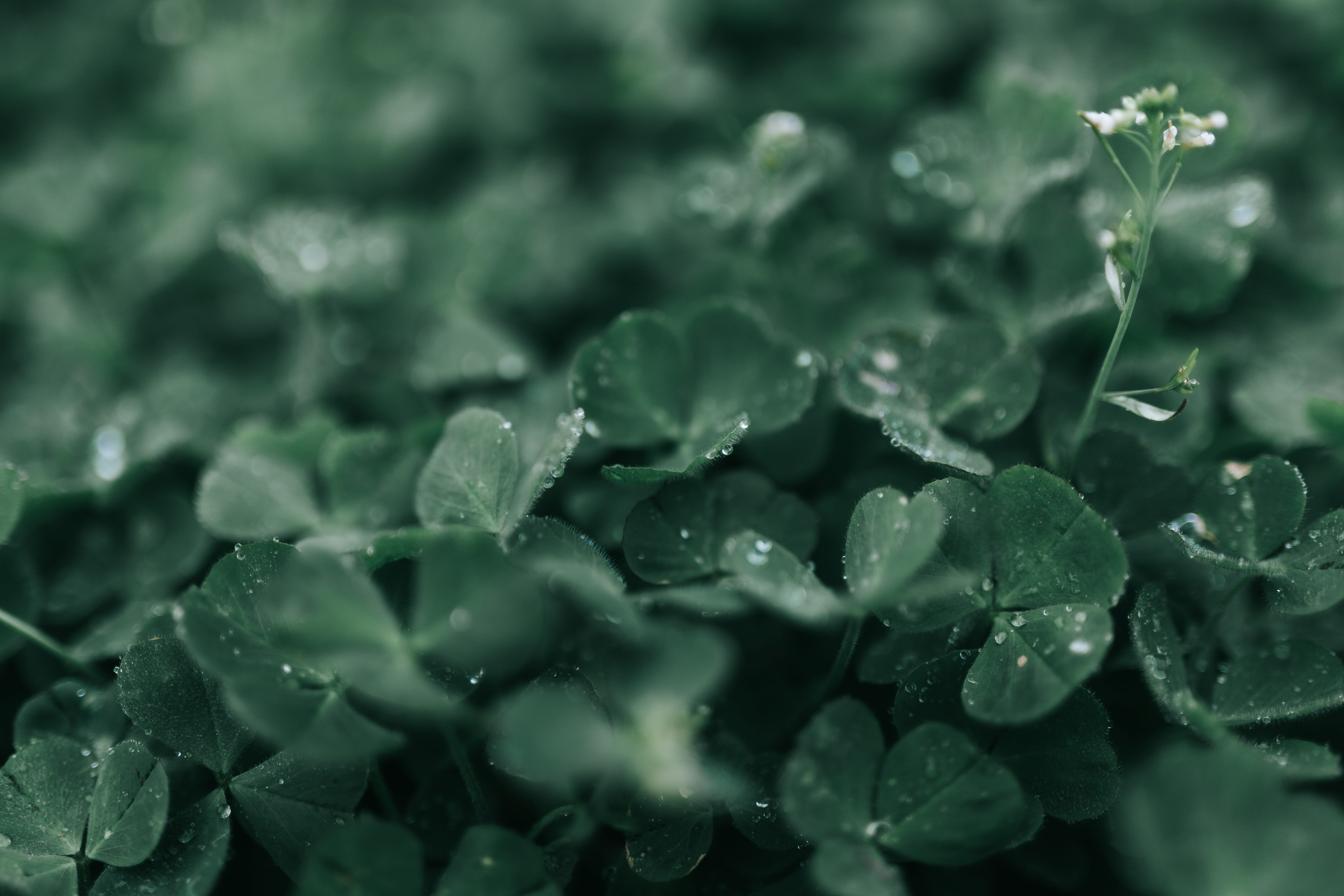 water, closeup, blossom, dew, 5K, petal, day, freshness, plant part, wet, rain, outdoors, st patricks day, plants, droplet, macro, flower, full frame, HD Wallpaper