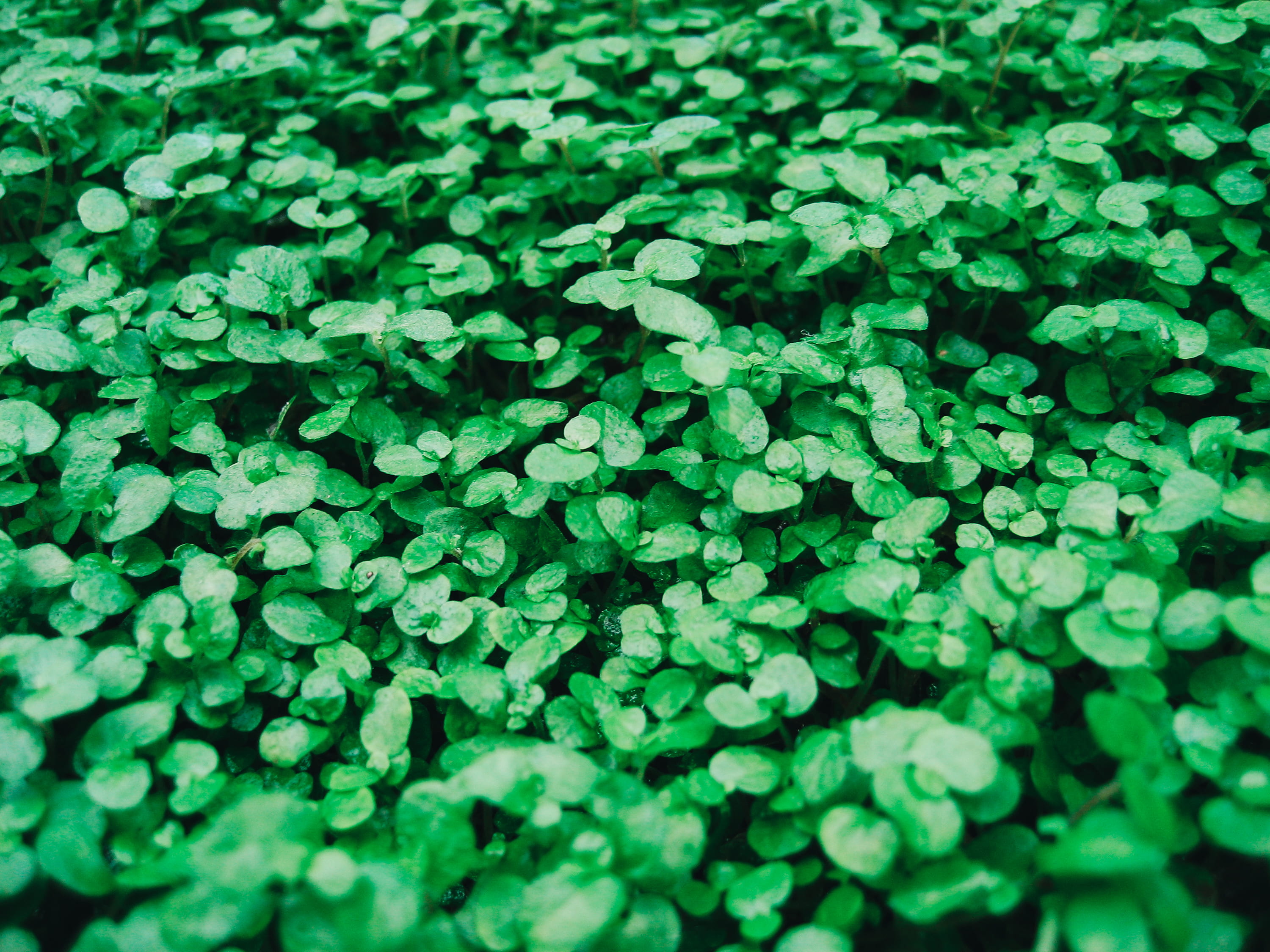 grass, plants, beauty in nature, photo, leafe, focus, nature, 2K, foliage, day, wet foliage, clover, abundance, growth, close, dew, texture, greenery, HD Wallpaper