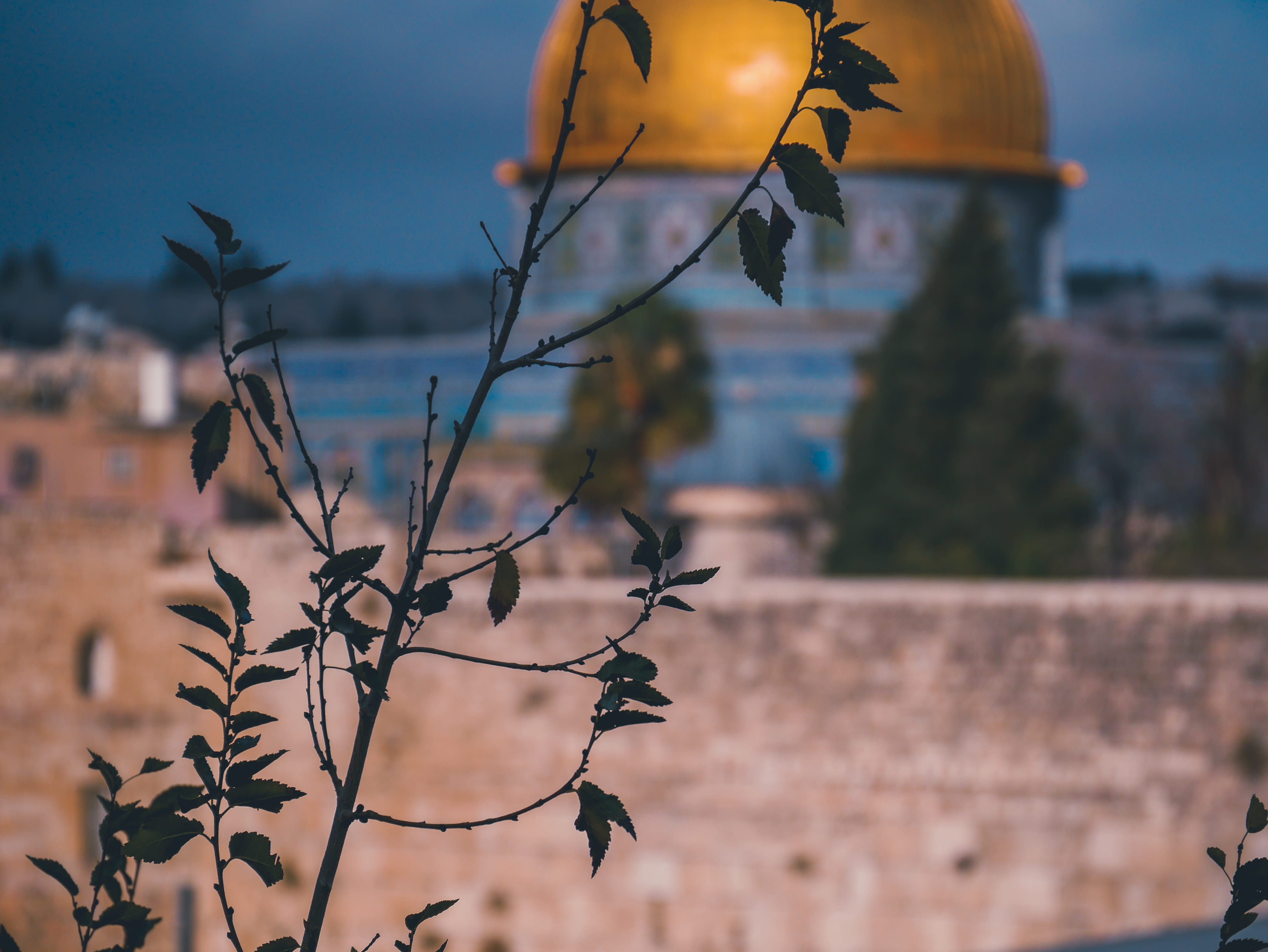 plant part, day, no people, history, jerusalem, 4K, focus on foreground, sky, tree, sunlight, close-up, beauty in nature, the past, building exterior, HD Wallpaper
