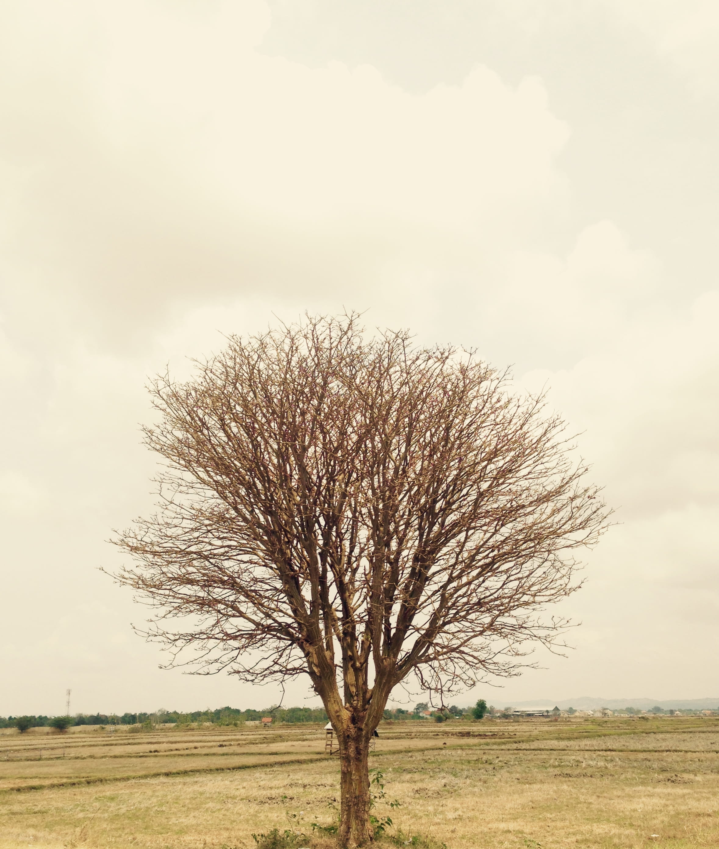 landscape, sumenep, field, madura, trunojoyo airport, tree, horizon over land, tranquility, cloud - sky, sky, scenics - nature, non-urban scene, plant, Phone HD Wallpaper