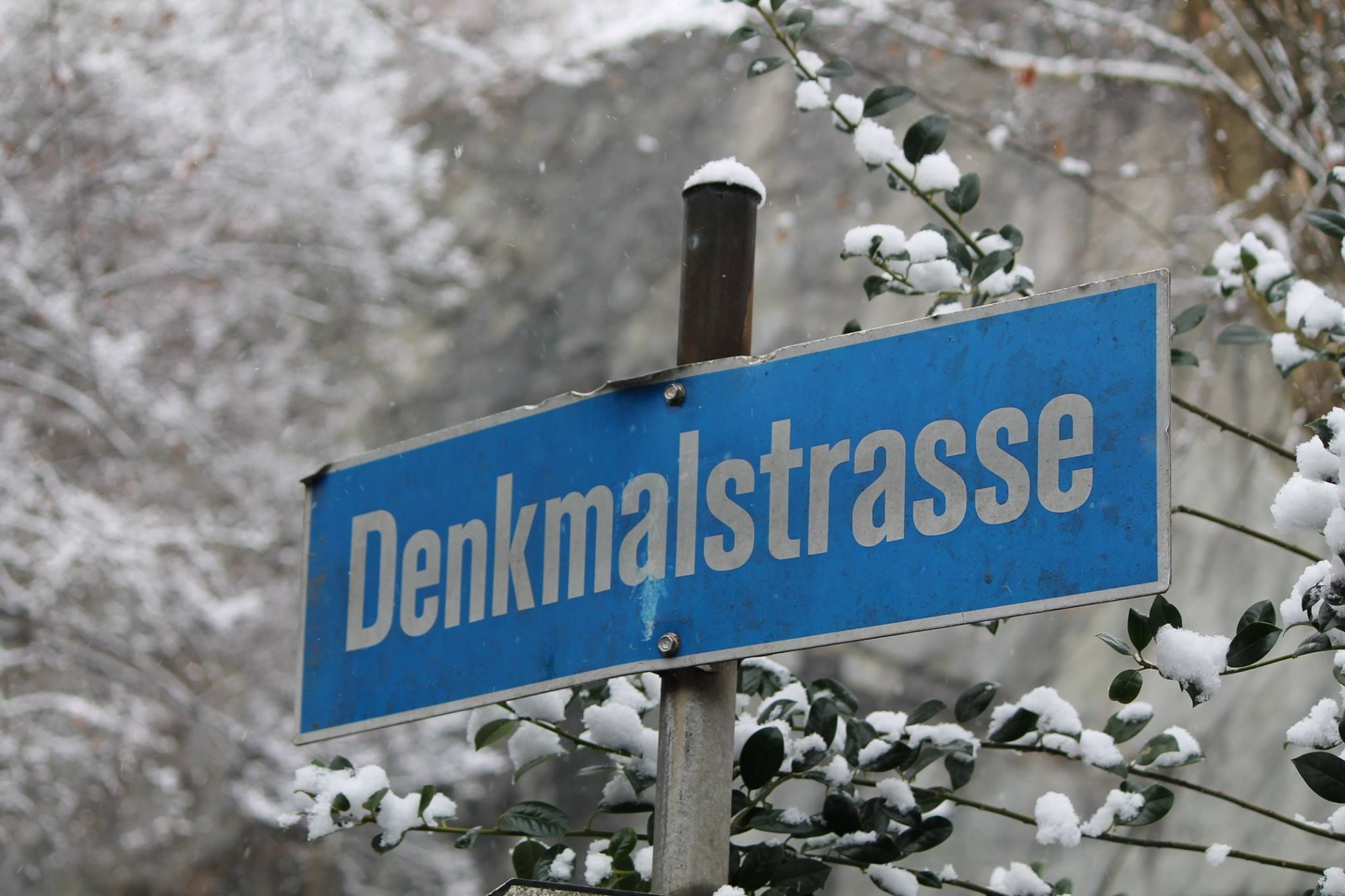 low angle view, flower, no people, snow, day, flowering plant, road sign, Switzerland, information, sign, Via, branch, guidance, 1080P, nature, Lion Monument, HD Wallpaper