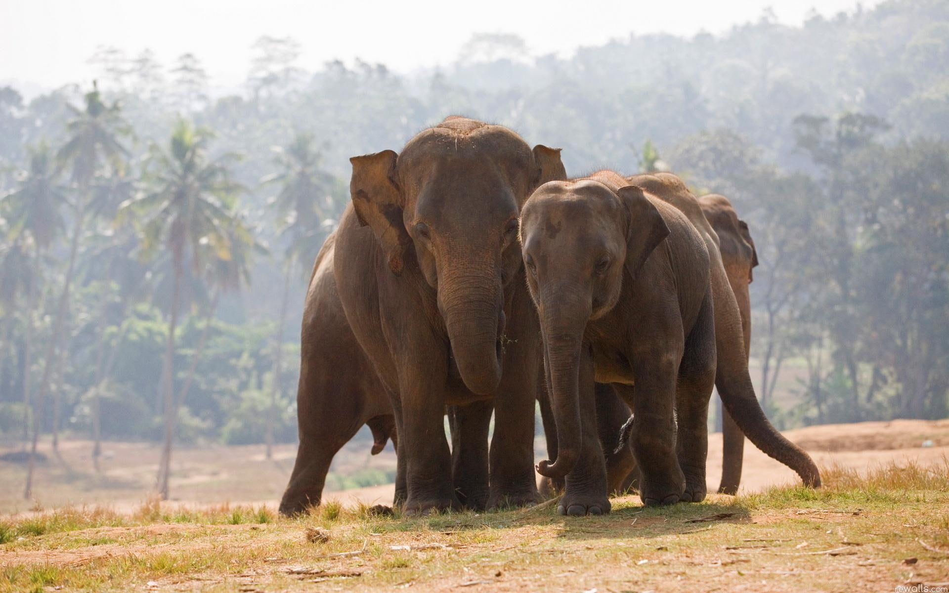 1080P, elephants, india, animals, african, elephant, couple, pair, HD Wallpaper