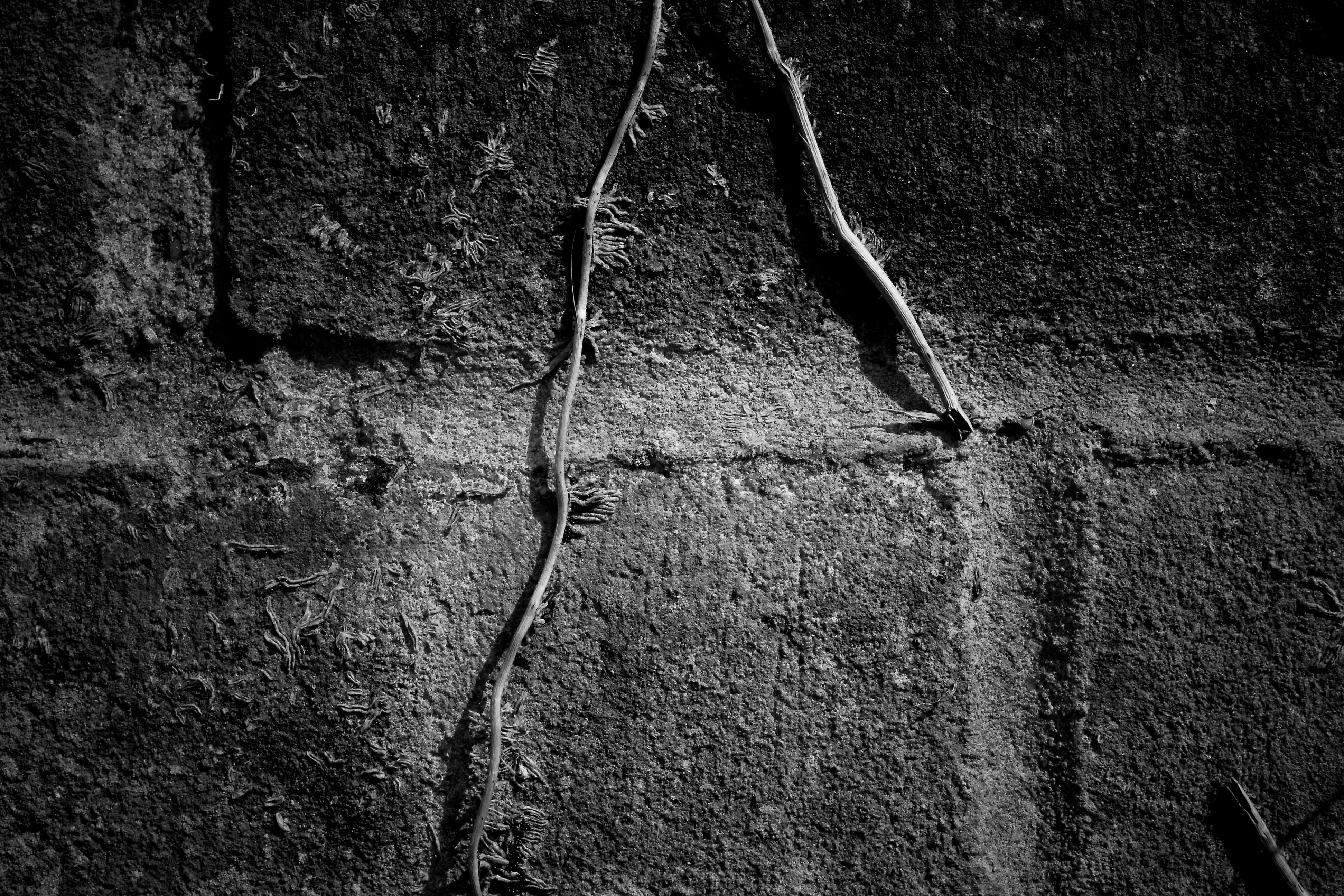 full frame, tree, abstract, shot, no people, growing, old, backgrounds, brick wall, architecture And Buildings, metal, close-up, 4K, wall, pattern, day, HD Wallpaper