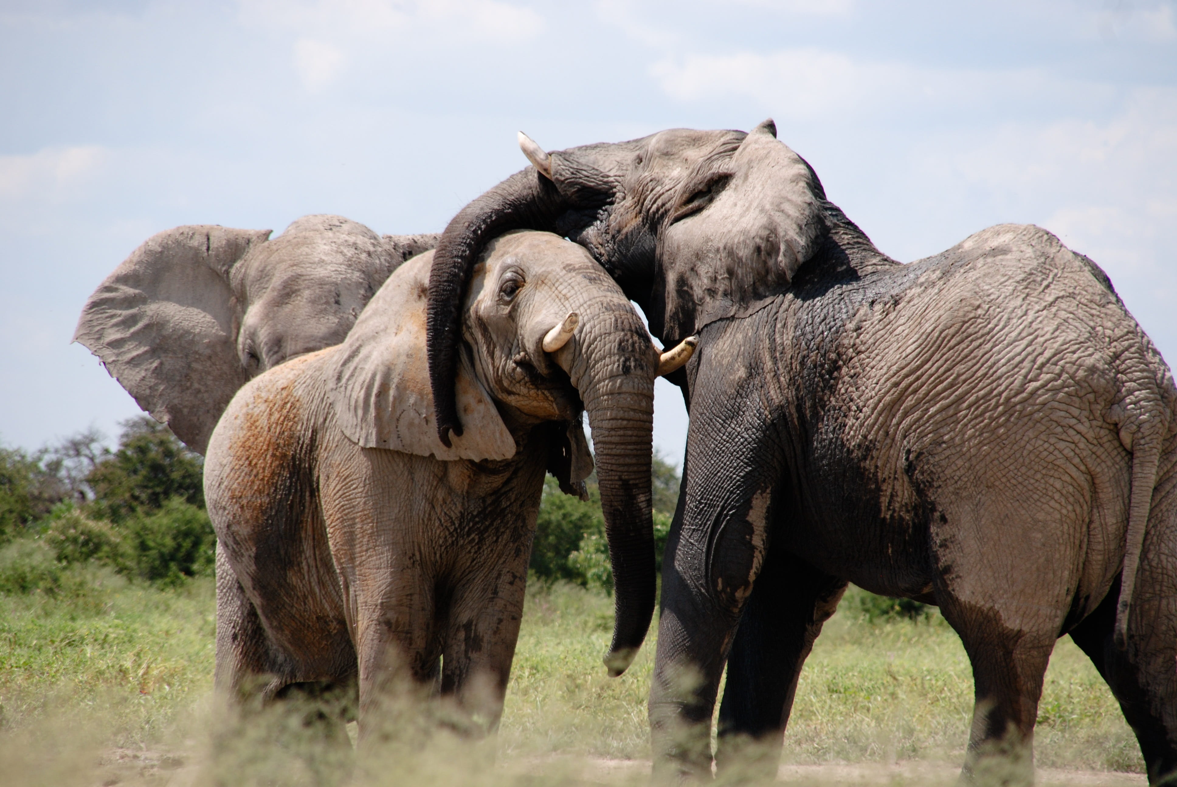 4K, togetherness, african elephant, three, safari, words, elephants, animal family, plant, animal wildlife, animal body part, animal themes, savanna, animal trunk, HD Wallpaper