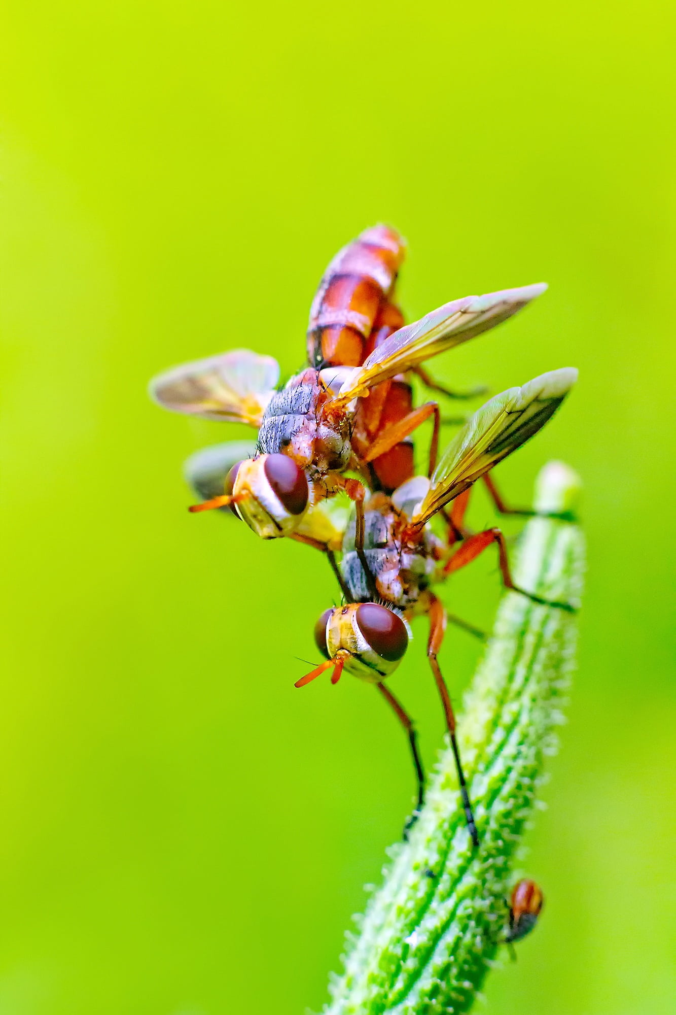 nature, close-up, brown, insects, chennai, no people, plant, flower, pollination, invertebrate, green color, one animal, 1080P, outdoors, pair, animal, Phone HD Wallpaper