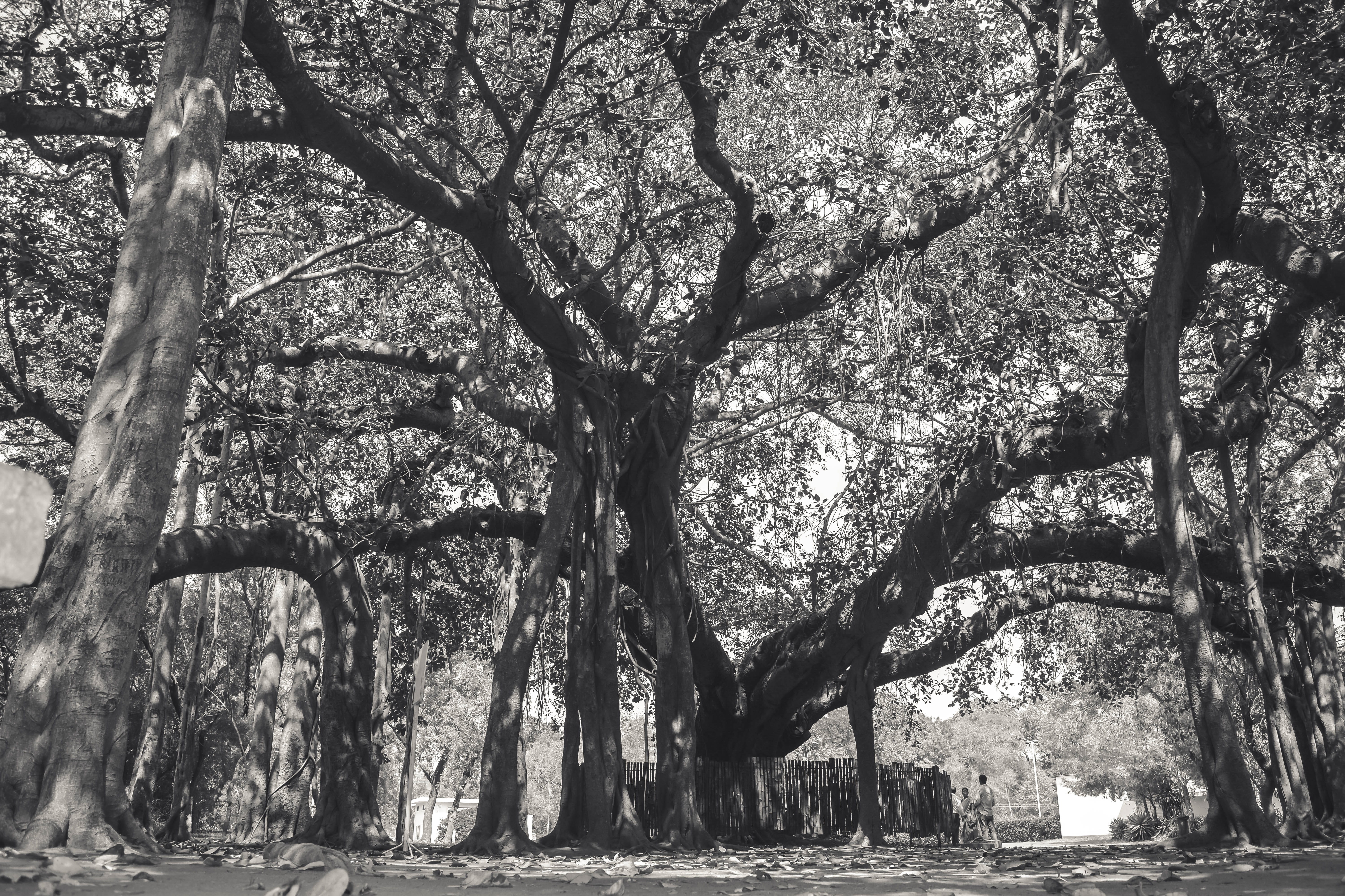 wilderness, ancient, chennai, large, banyantree, plant, forest, tree trunk, branch, tranquil scene, park, scenics - nature, beauty in nature, growth, auroville, HD Wallpaper