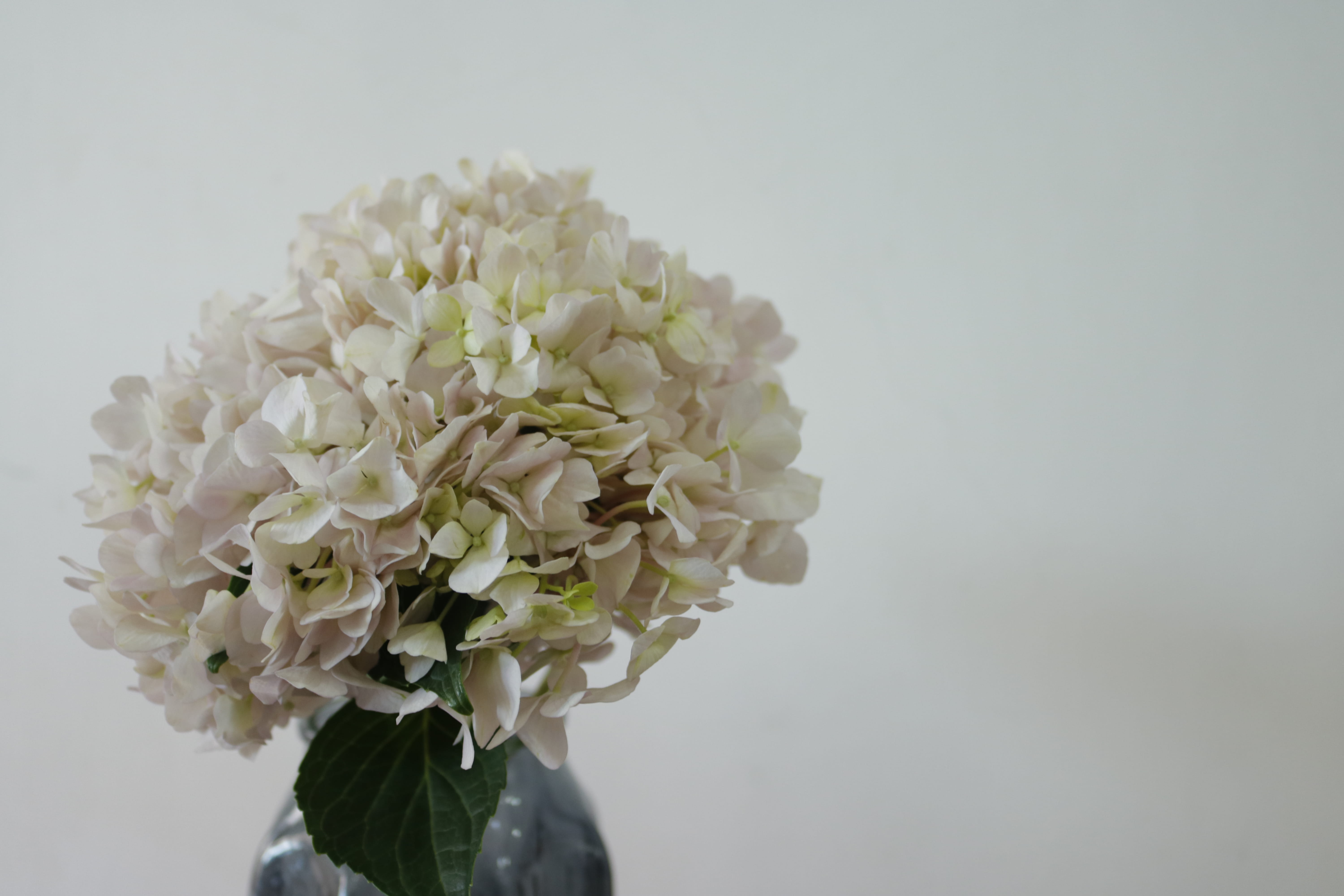 studio shot, white background, bouquet, 5K, flower arrangement, plant, vulnerability, nature, chennai, flower, freshness, white color, petal, inflorescence, HD Wallpaper
