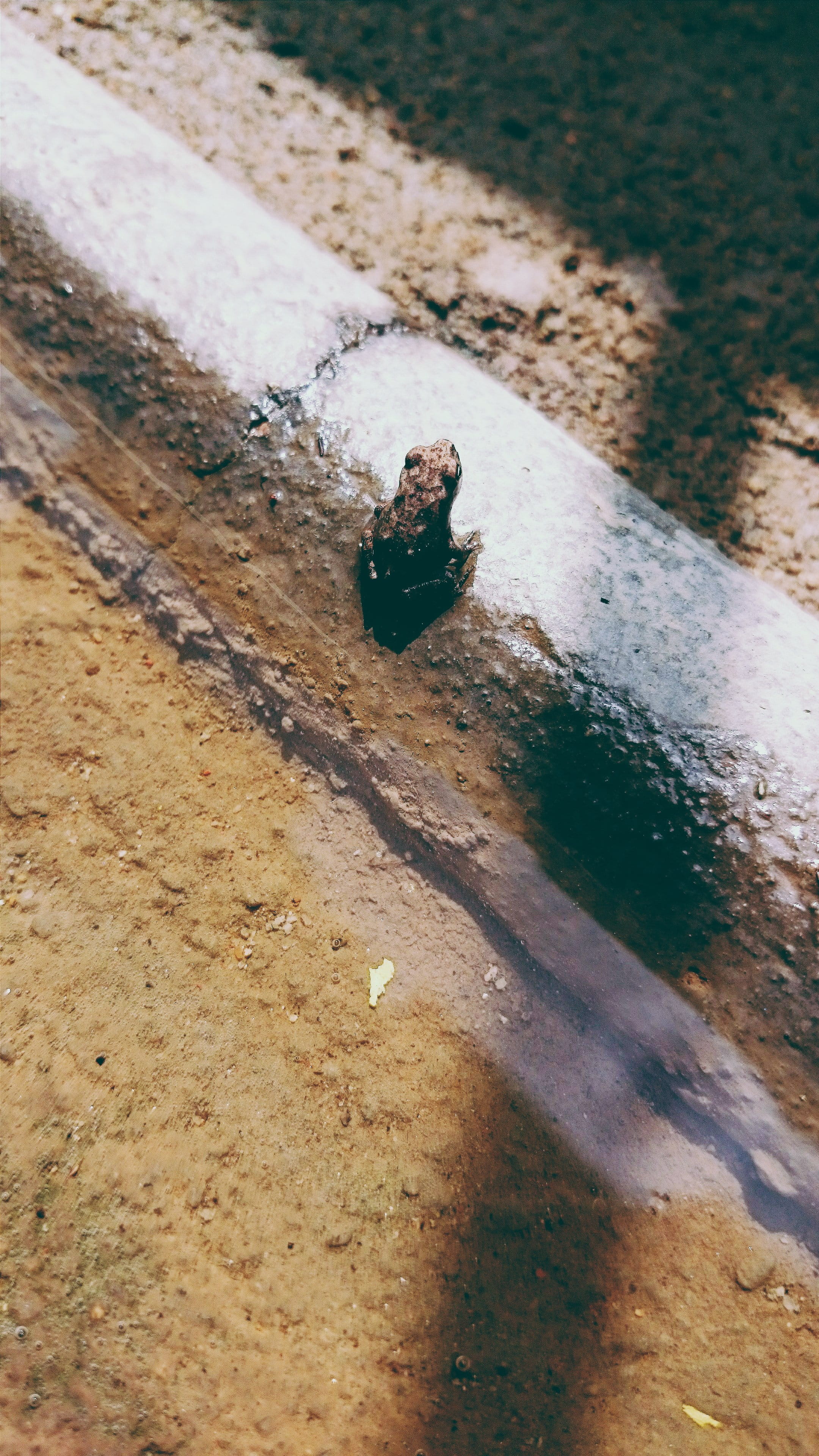 sunlight, urban, land, animal wildlife, frog, sand, vertebrate, chennai, india, insect, high angle view, city, no people, selective focus, nature, animal, Phone HD Wallpaper