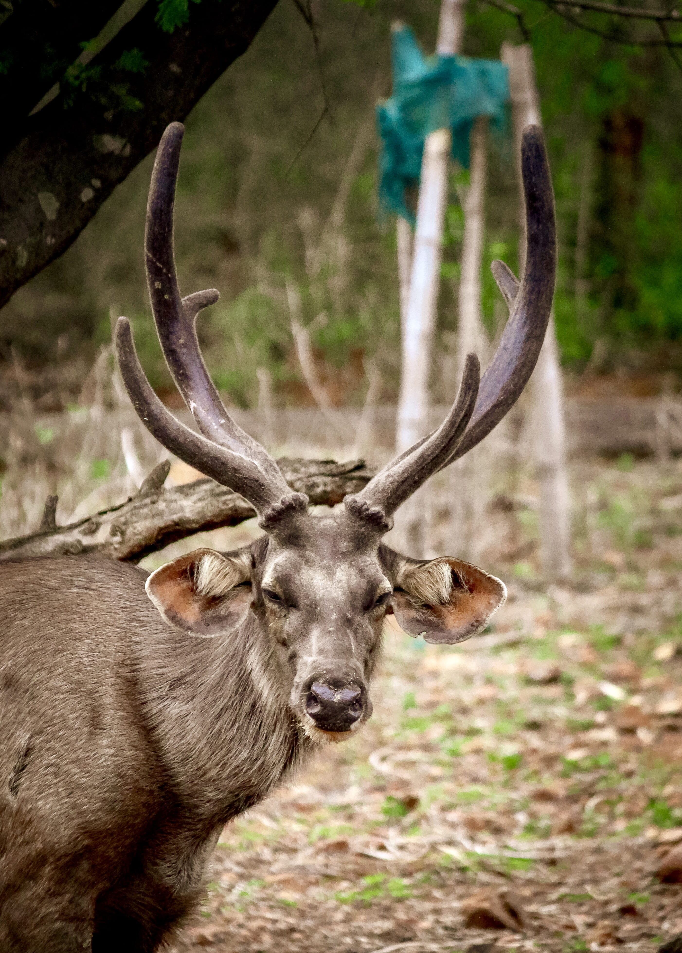 domestic animals, mammal, horned, antler, deer, looking at camera, arignar anna zoological park, one animal, outdoors, animal wildlife, nature, field, close-up, Phone HD Wallpaper