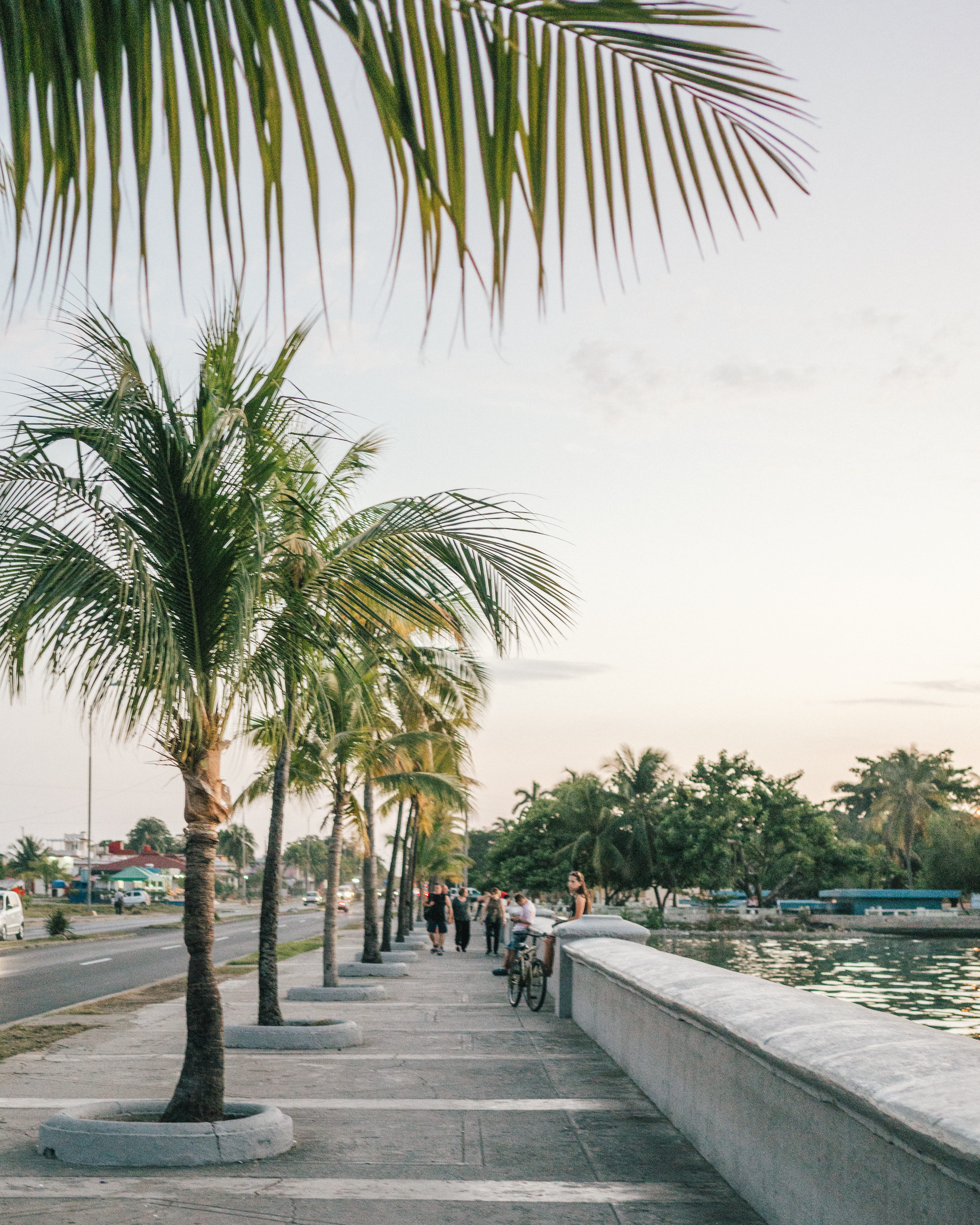 coconut palm tree, vacation, water, people, palm trees, the way forward, outdoors, wanderlust, footpath, palm tree, day, street, cuba, direction, summer, Phone HD Wallpaper