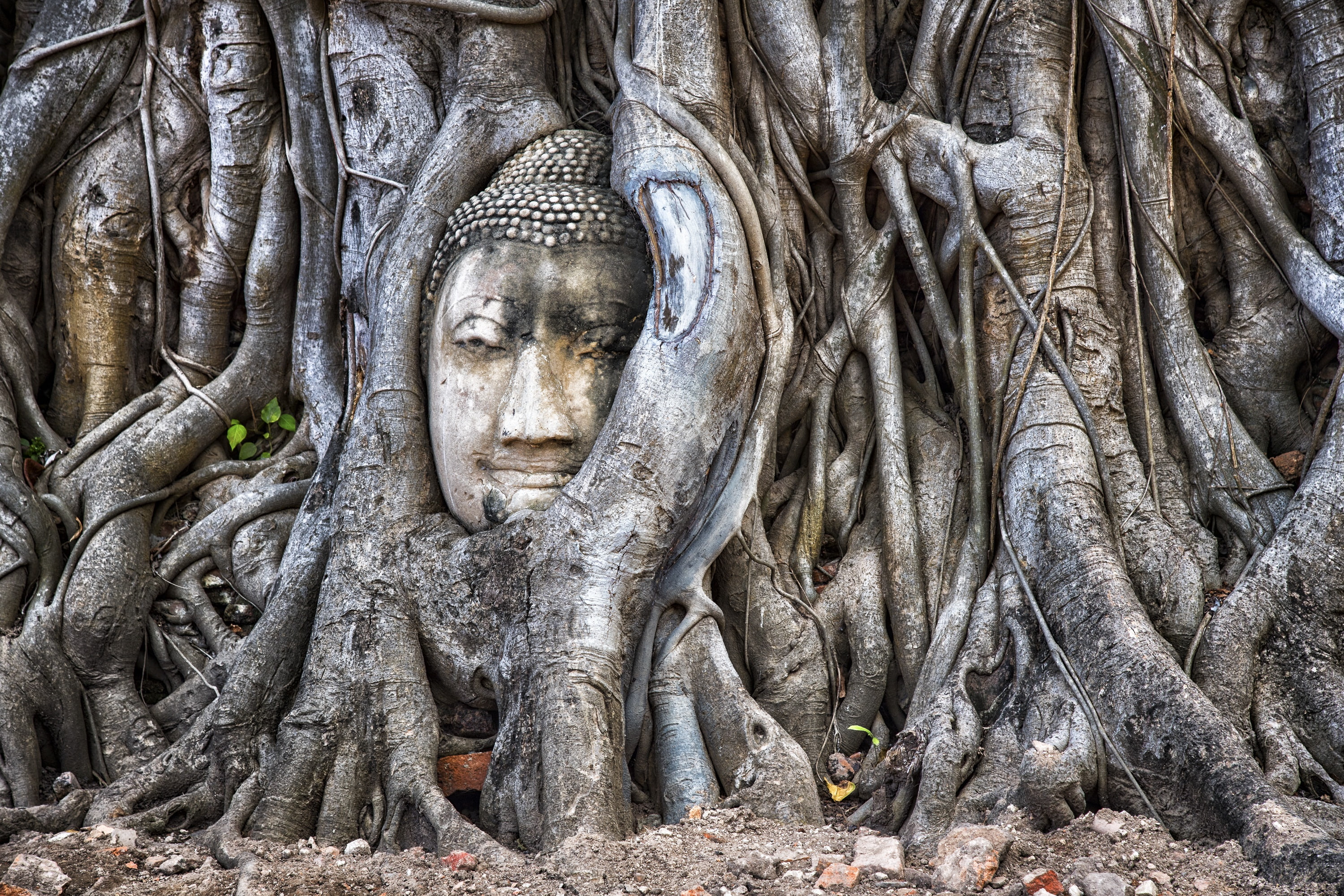 Ayutthaya, tree, 2K, Thailand, HD Wallpaper