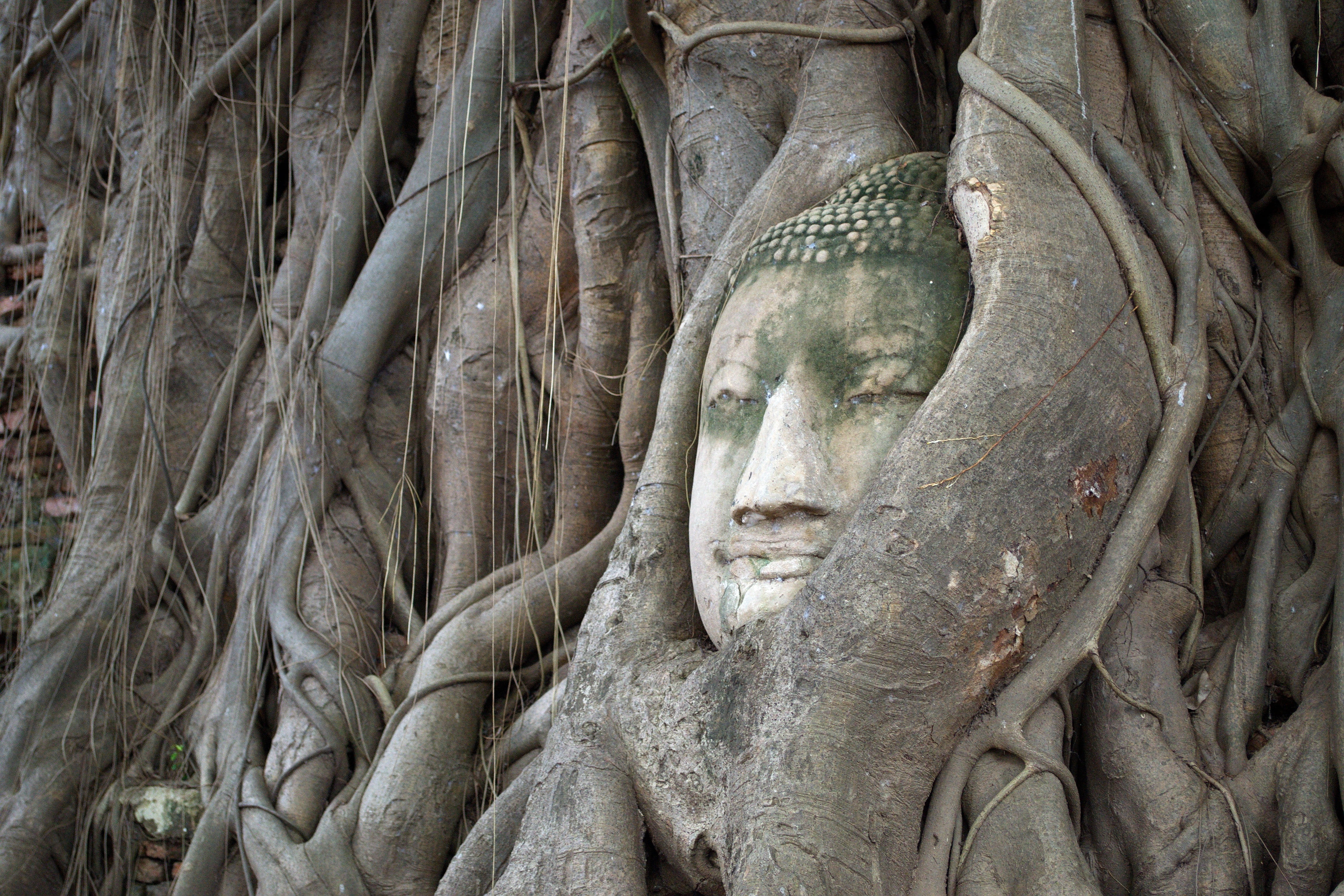 root, place of worship, the symbol, outdoors, spirituality, male likeness, ancient civilization, art and craft, representation, craft, belief, statue, plant, HD Wallpaper