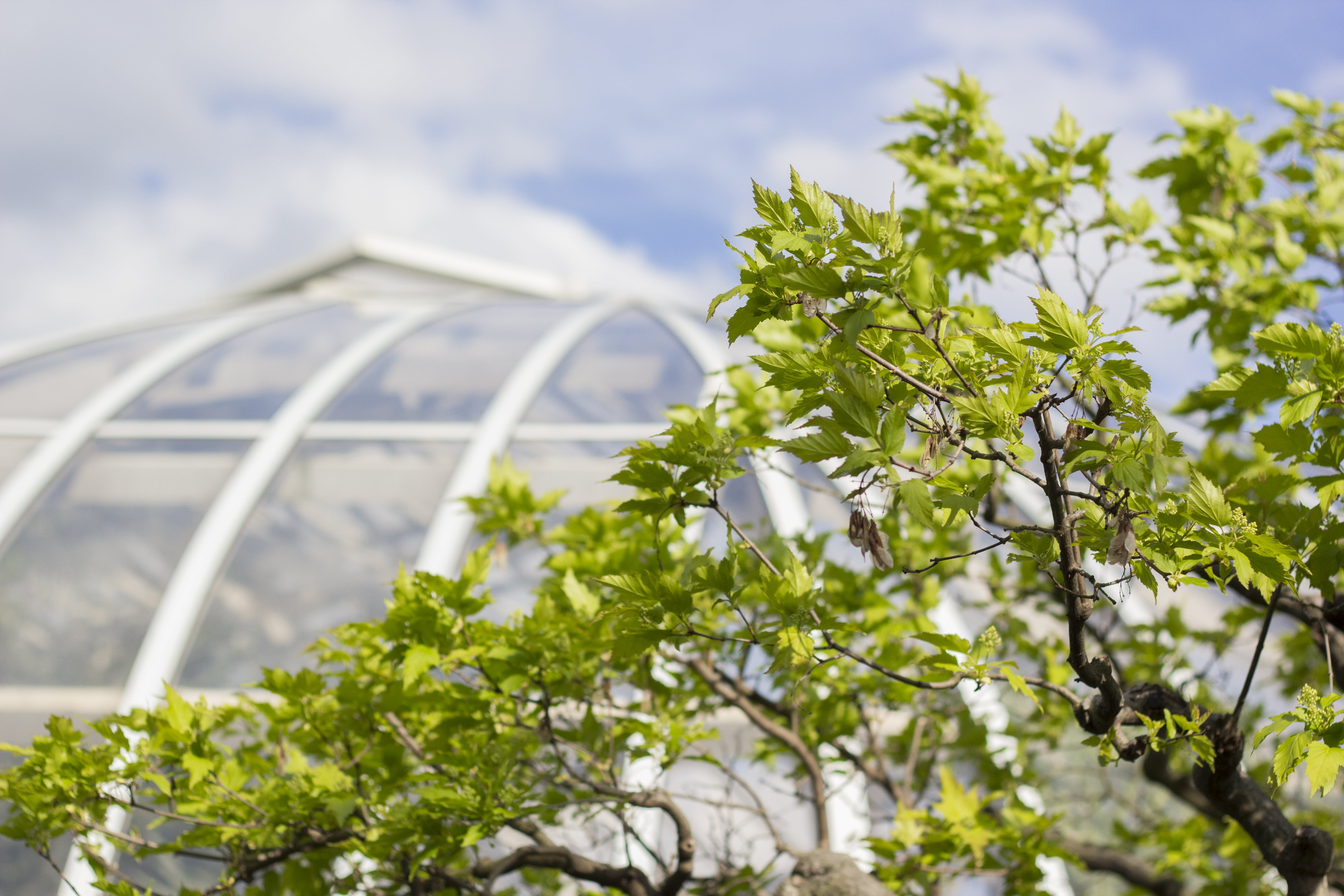 green color, outdoor, plant part, dome, nature, plant, growth, beauty in nature, no people, leaves, greenhouse, agriculture, architecture, sky, close-up, HD Wallpaper