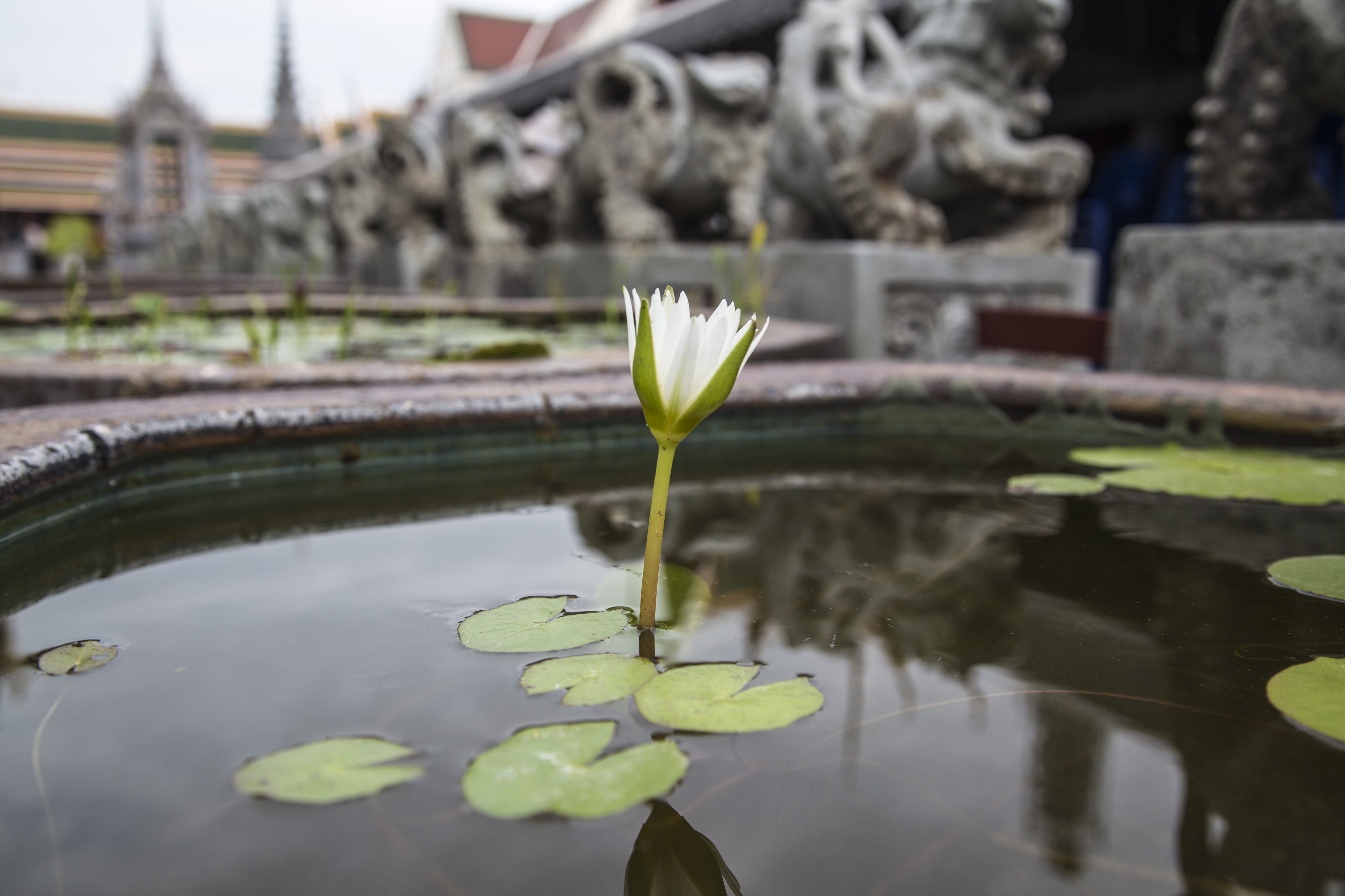 water lily, beauty in nature, floating, lotus water lily, flower head, growth, day, water, 5K, temple, vulnerability, thailand, waterlily, flower, flowering plant, HD Wallpaper