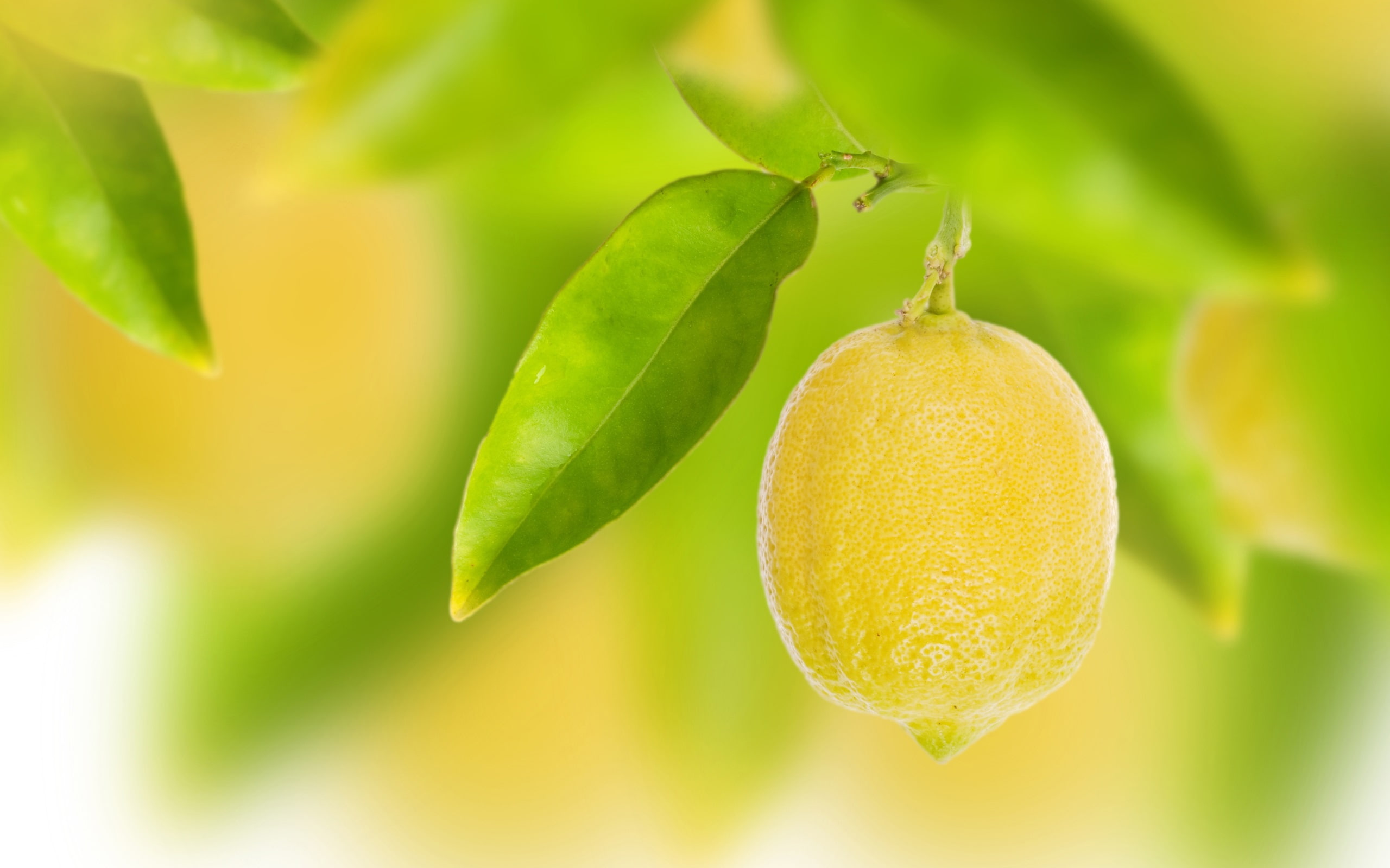 Leaves, Lemon, Fruit, Bokeh, Yellow, 2K, HD Wallpaper