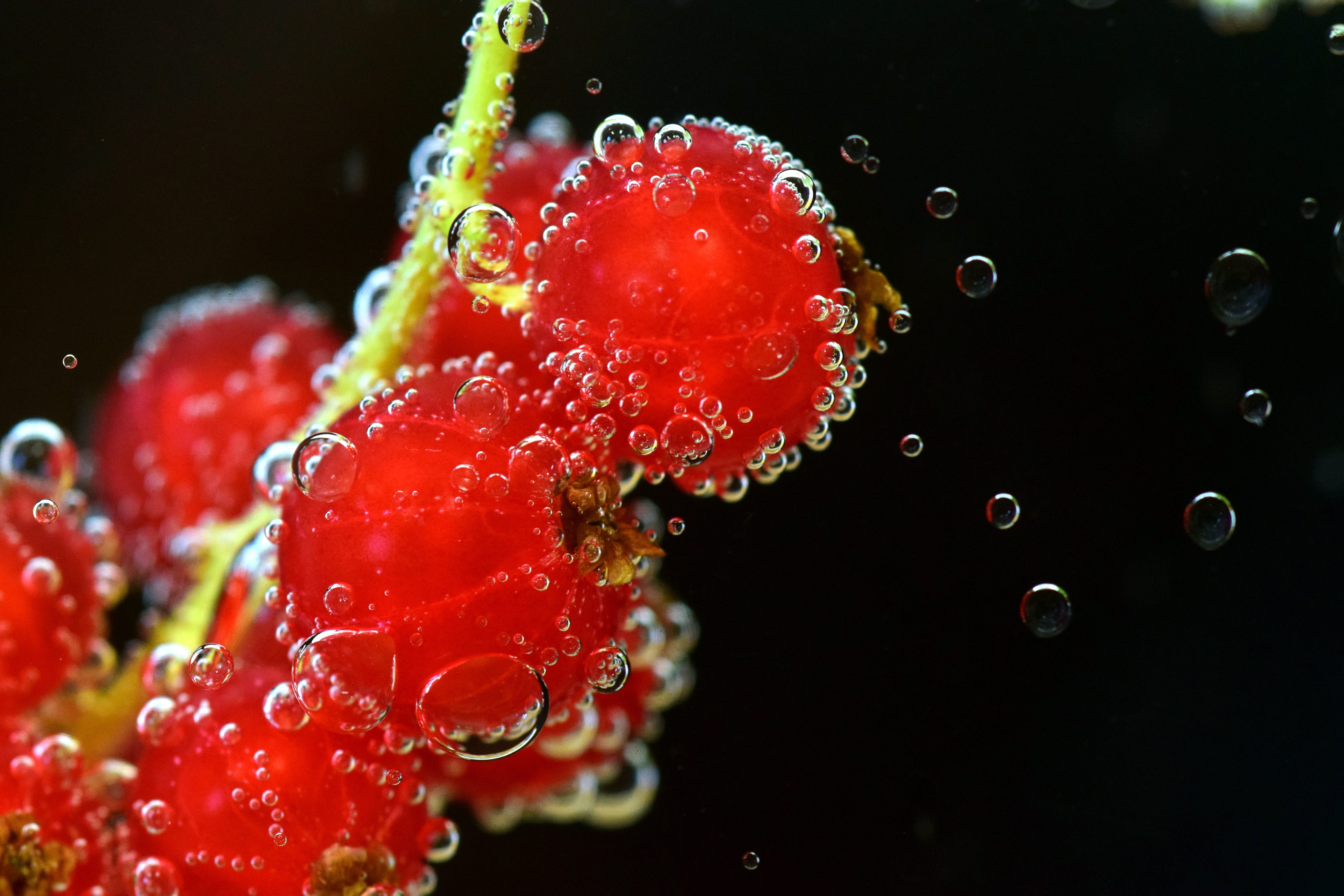5K, Red Currant, garden, undersea, fruits, bubble, healthy, nature, close, focus on foreground, close-up, refreshment, Berries, studio shot, liquid, delicious, HD Wallpaper