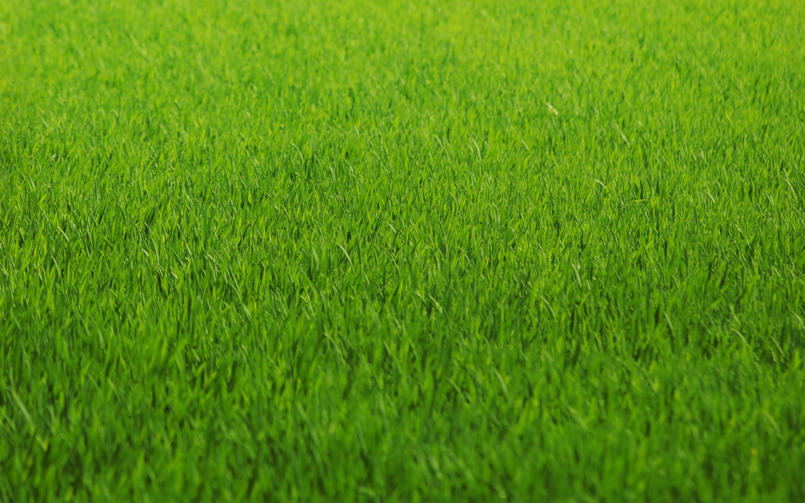 sport, selective focus, leaf, no People, springtime, full frame, grass, agriculture, lush Foliage, greens, close-up, grass Area, growth, green, freshness, HD Wallpaper