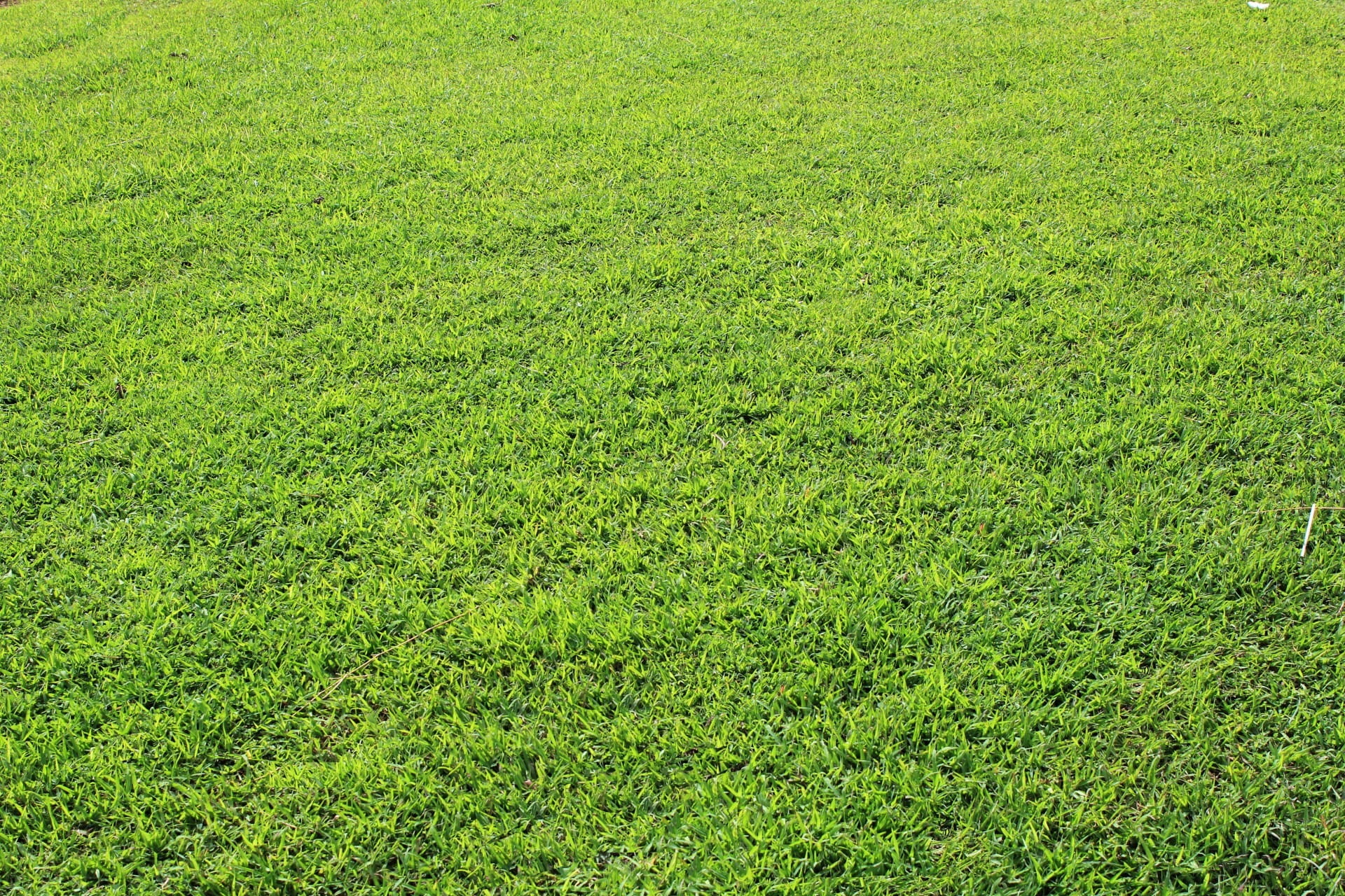 tiny leaves, leaves, nature, grass area, tranquility, day, texture, green color, grass field, beauty in nature, outdoors, ground, turf, playing field, high angle view, HD Wallpaper