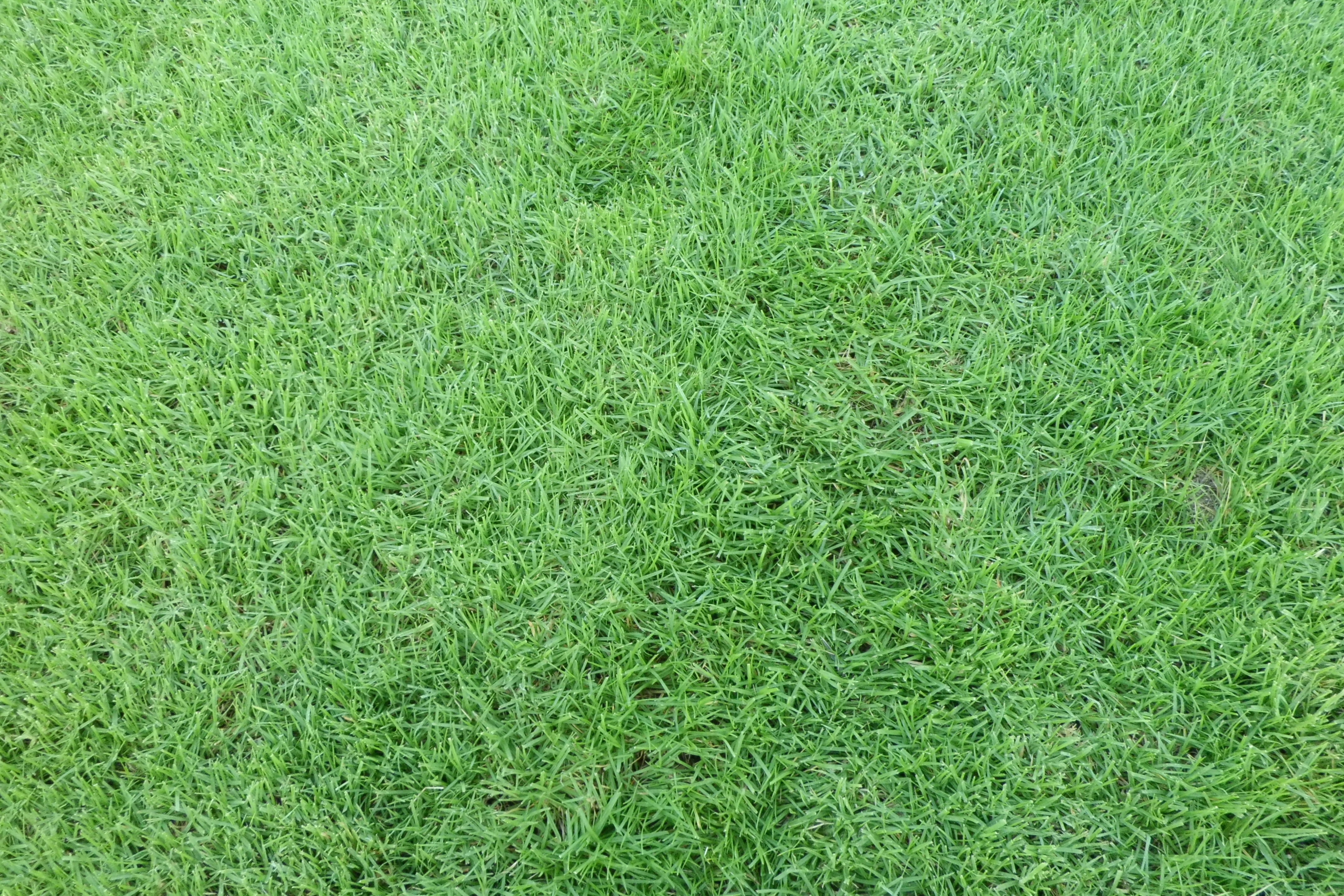 soccer field, grass, high angle view, field, lawn, playing field, grass area, plant, sport, backgrounds, no people, day, green, turf, full frame, HD Wallpaper