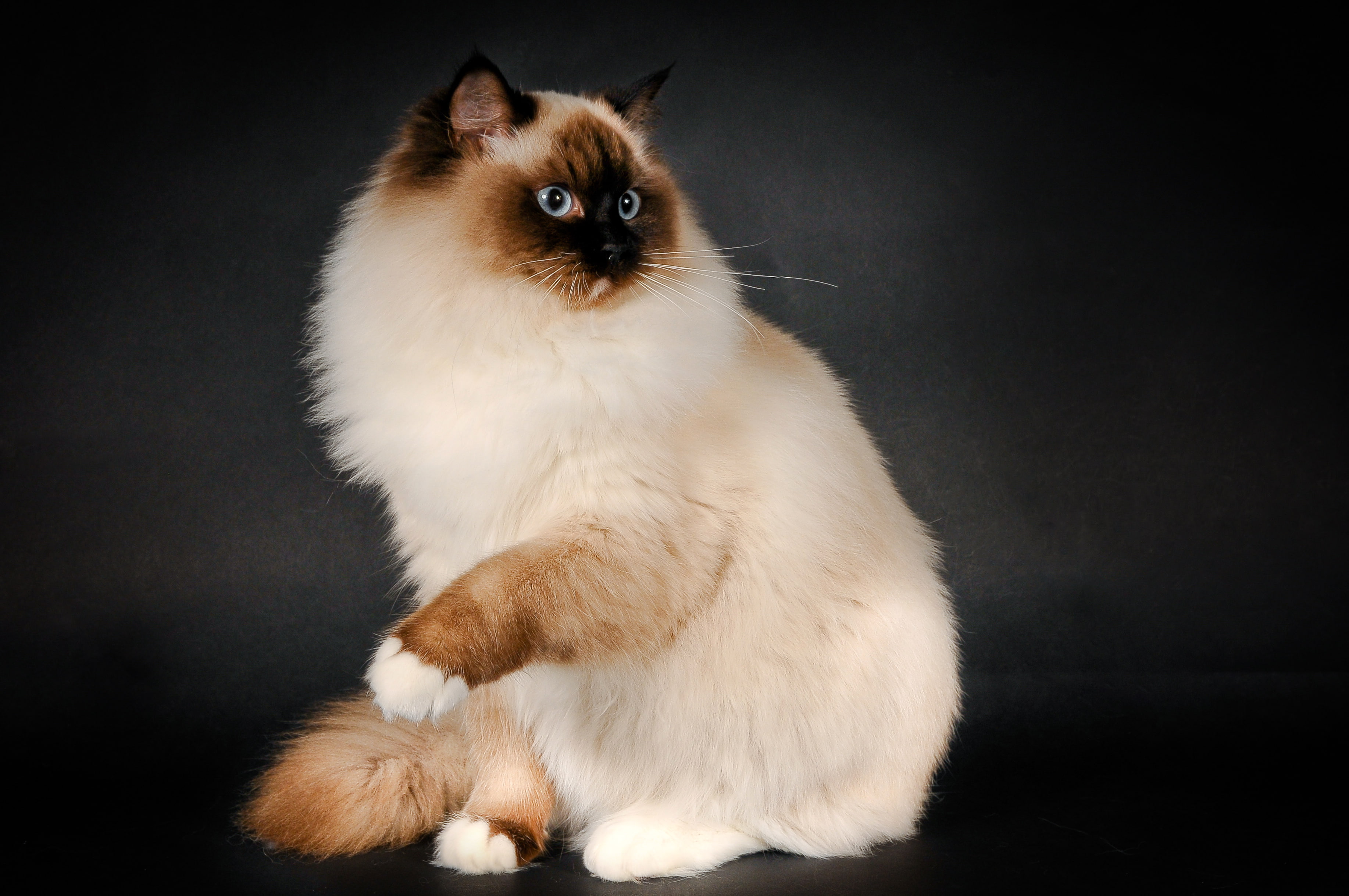 cat, color, ragdoll, breed, fluffy, 2K, HD Wallpaper