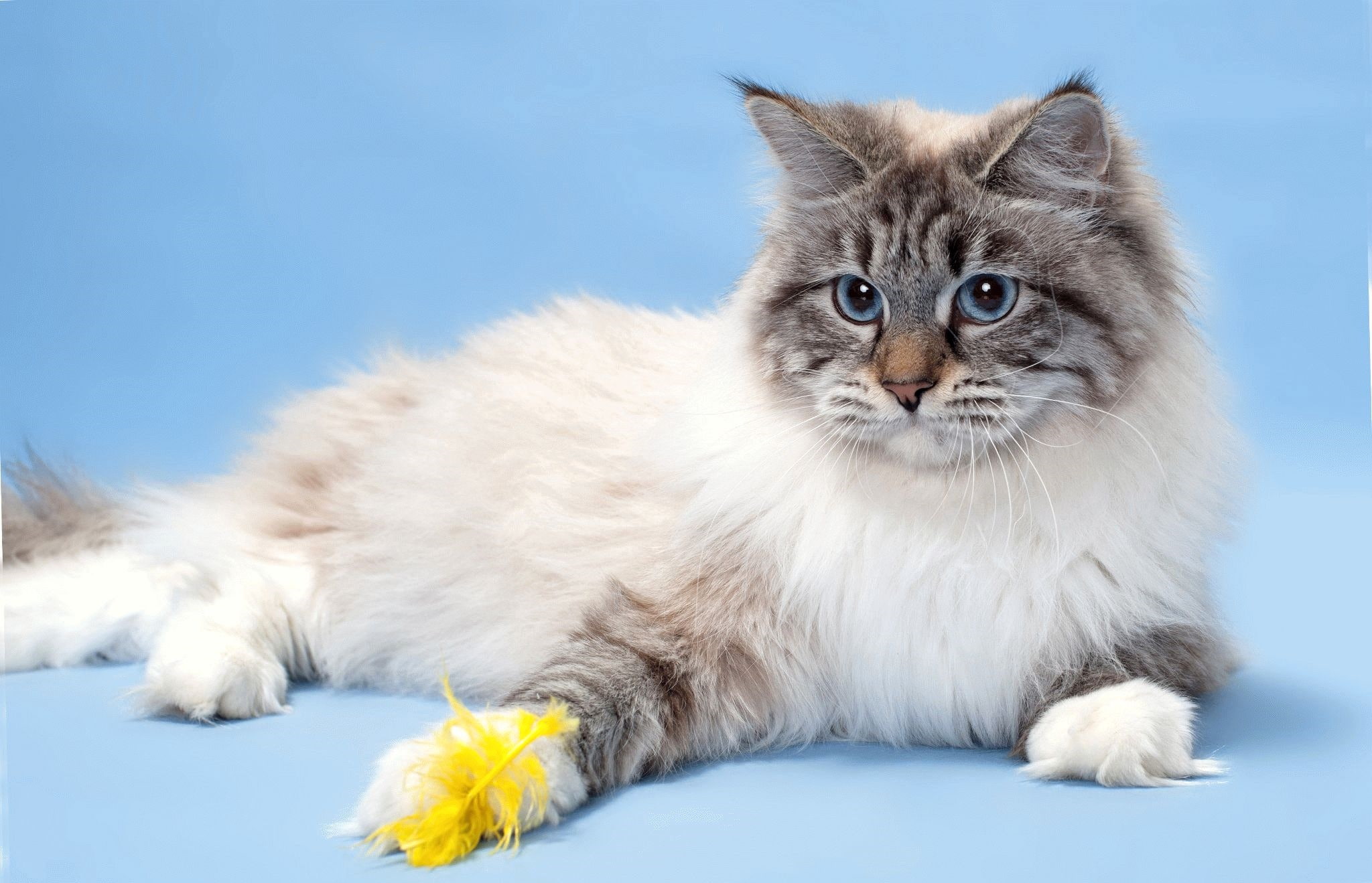 wool, 1080P, breed, Neva masquerade, cat, HD Wallpaper