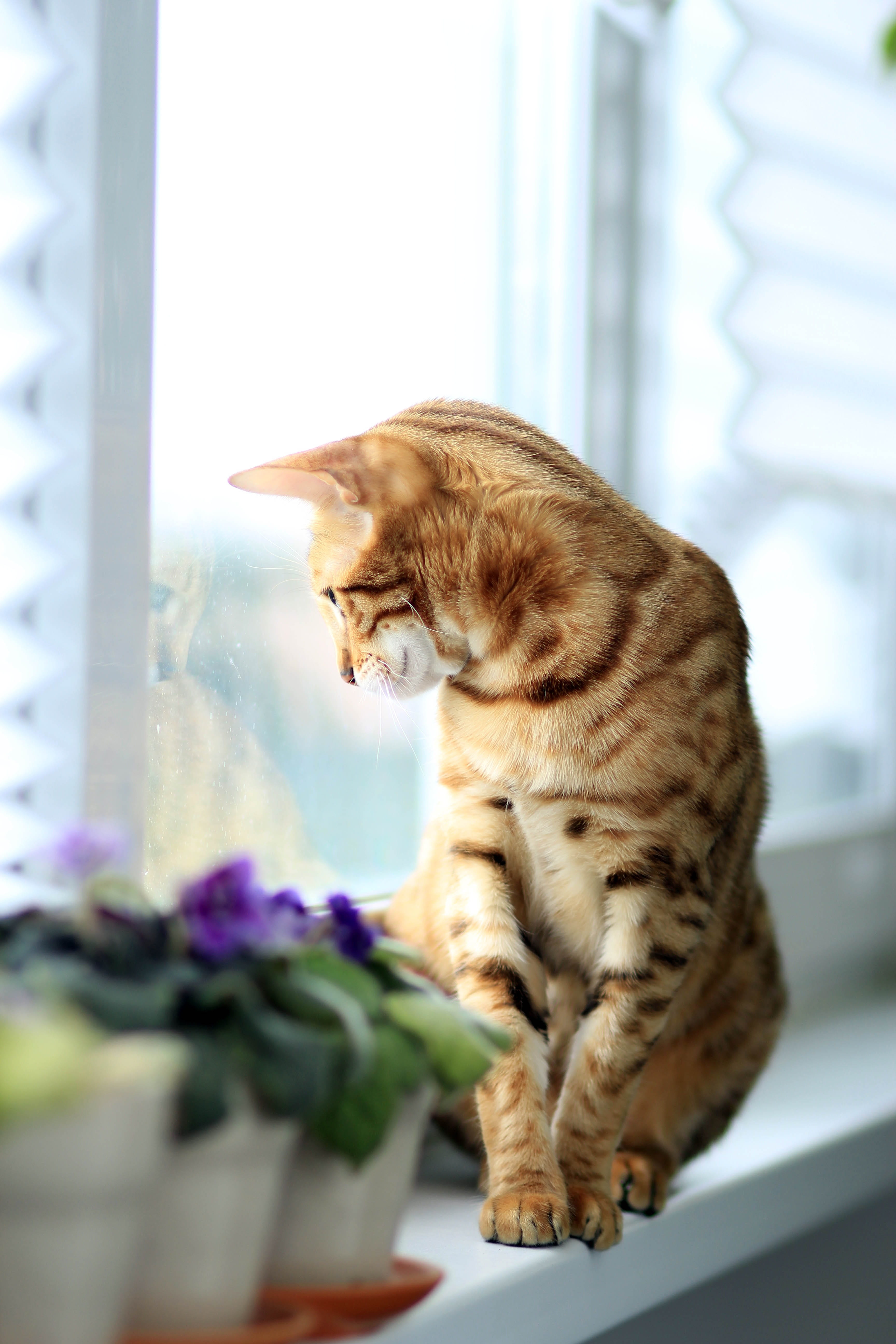 indoors, no people, side view, one animal, pet, animal, sitting, flowering plant, pets, seeing, tabby, window, breed, day, ginger cat, outside, domestic, Phone HD Wallpaper