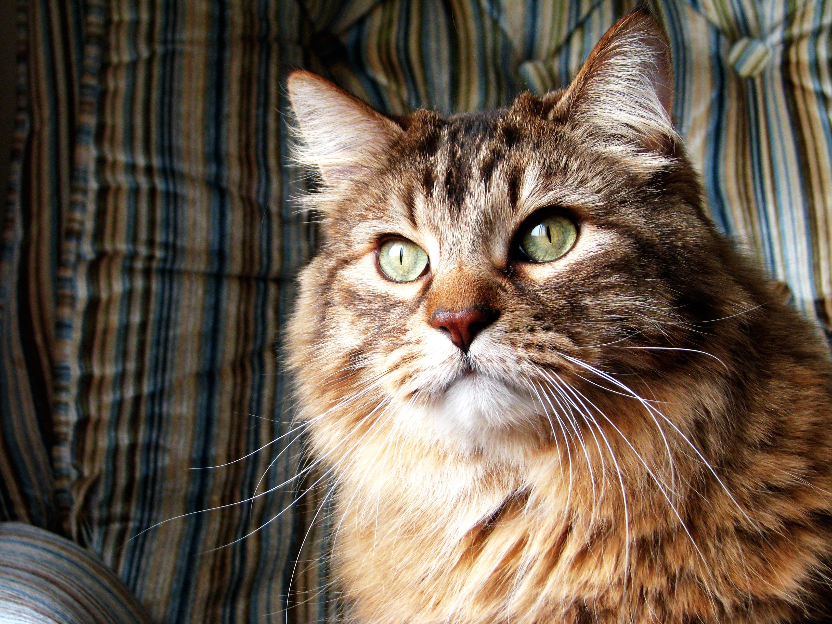 one Animal, animal Eye, fluffy, beauty, domestic Cat, 2K, staring, feline, no people, tabby, looking, animal themes, striped, pets, animal Head, cute, HD Wallpaper