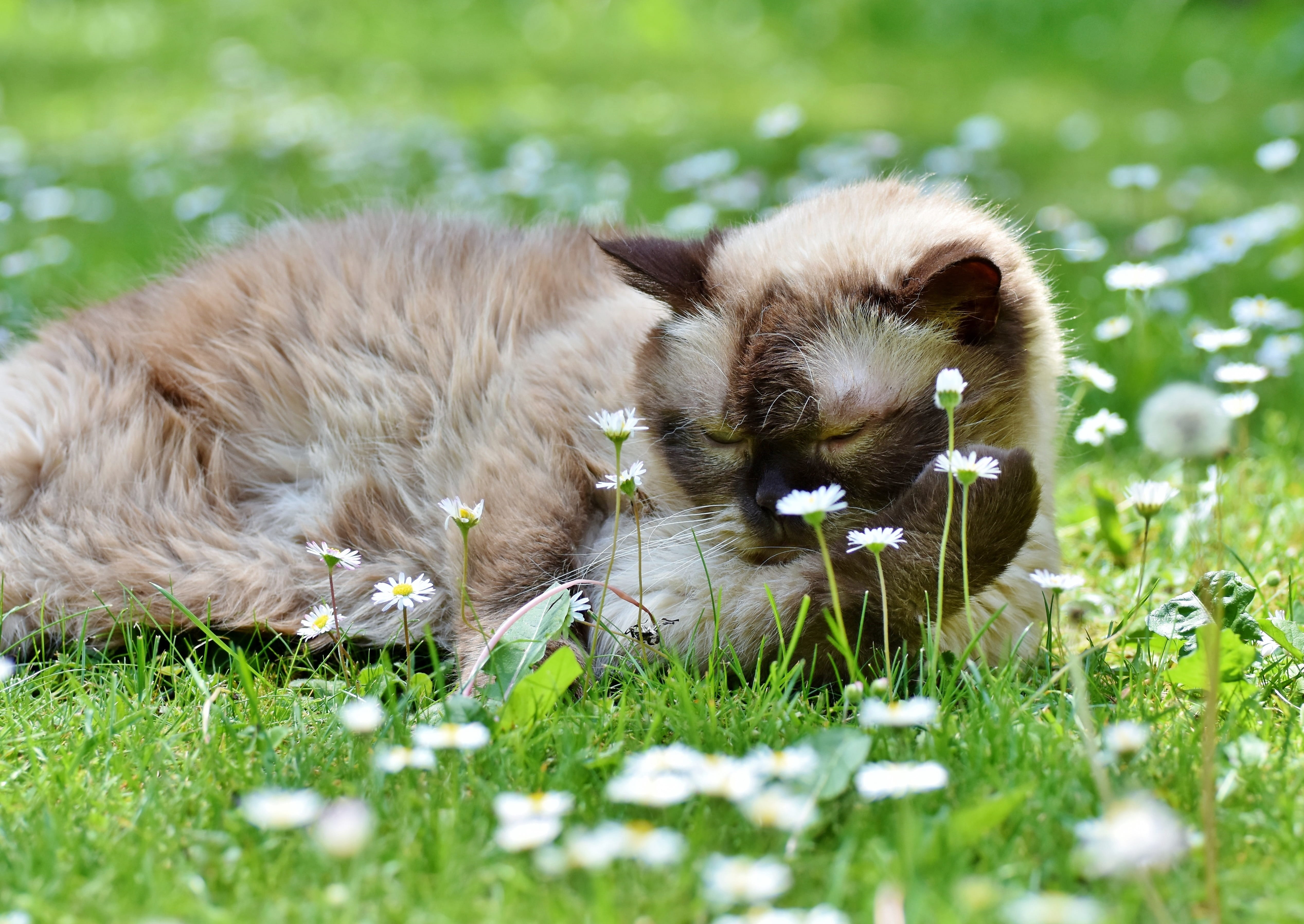 breed cat, selective focus, outdoors, cute, mammal, one animal, field, thoroughbred, animal, whisker, flowering plant, animal themes, british shorthair, HD Wallpaper