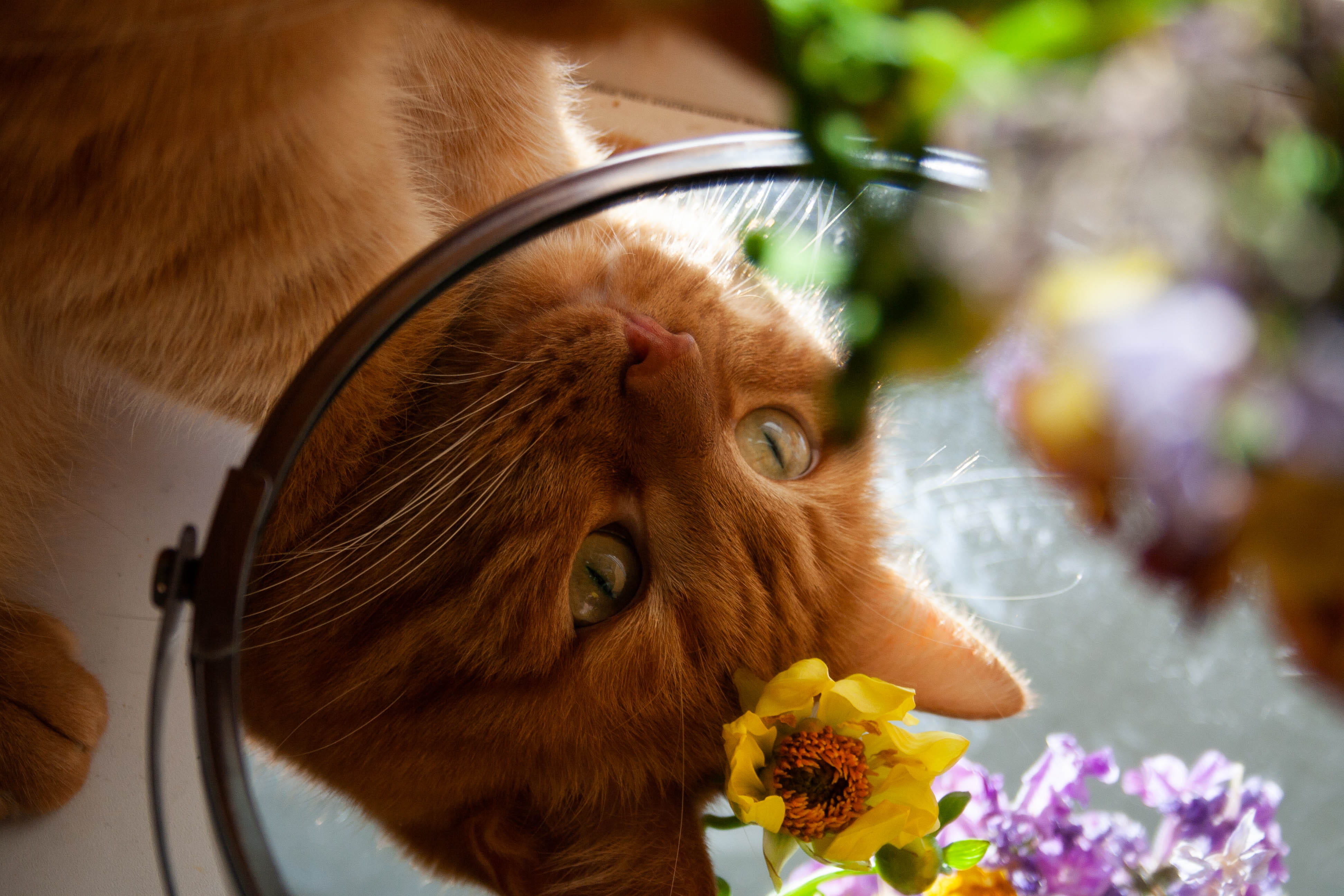 one animal, focus on foreground, animal themes, adorable, flower, feline, brown, looking, close, mirror, reflection, cat, kitty, pets, animal body part, HD Wallpaper