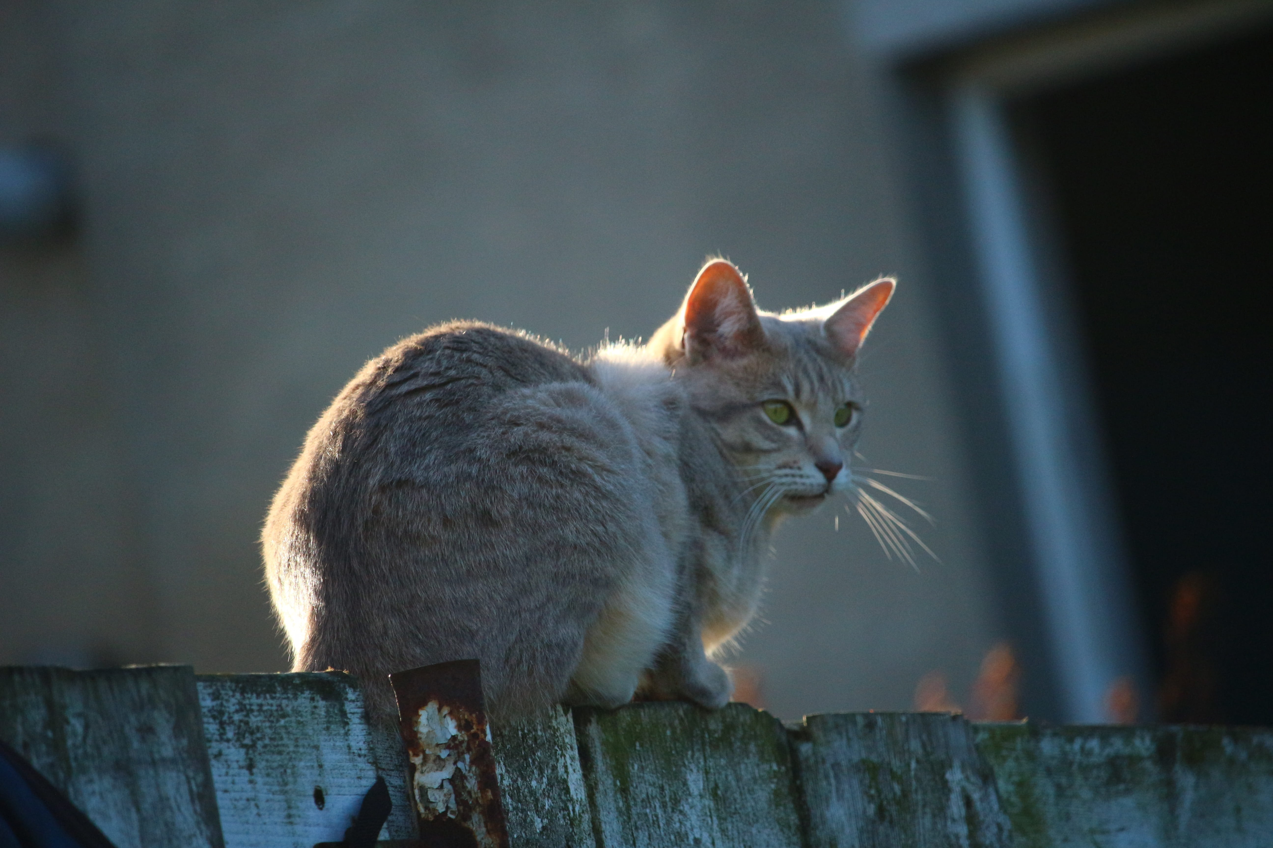 cat, brown, domestic, barrier, fence, mackerel, pets, animal themes, vertebrate, breed cat, domestic animals, selective, tabby cat, one animal, day, no people, HD Wallpaper