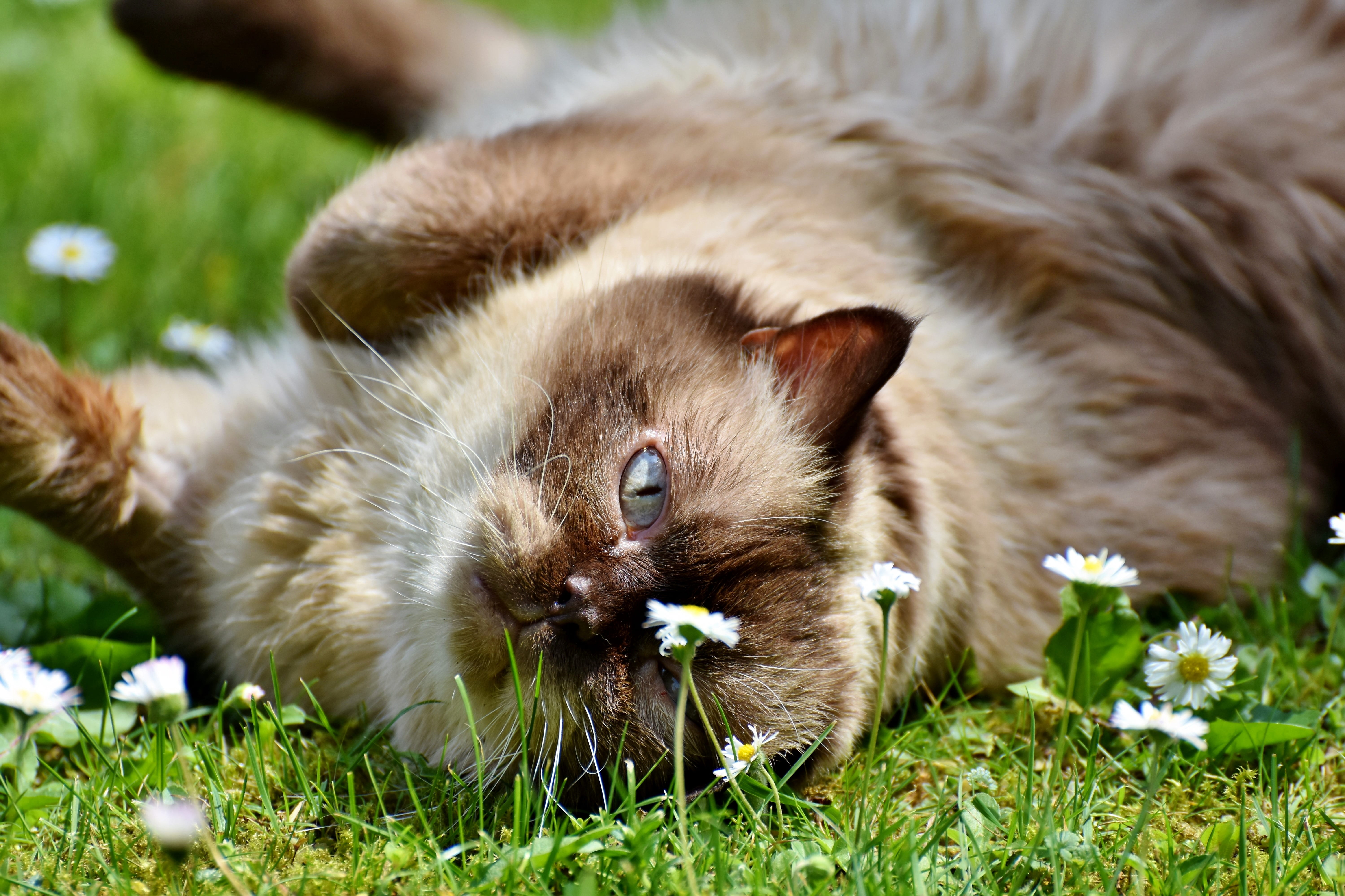 animal, domestic animals, cat, mammal, plant, whisker, flowering plant, fur, cute, flower, british shorthair cat, domestic, thoroughbred, no people, one animal, HD Wallpaper