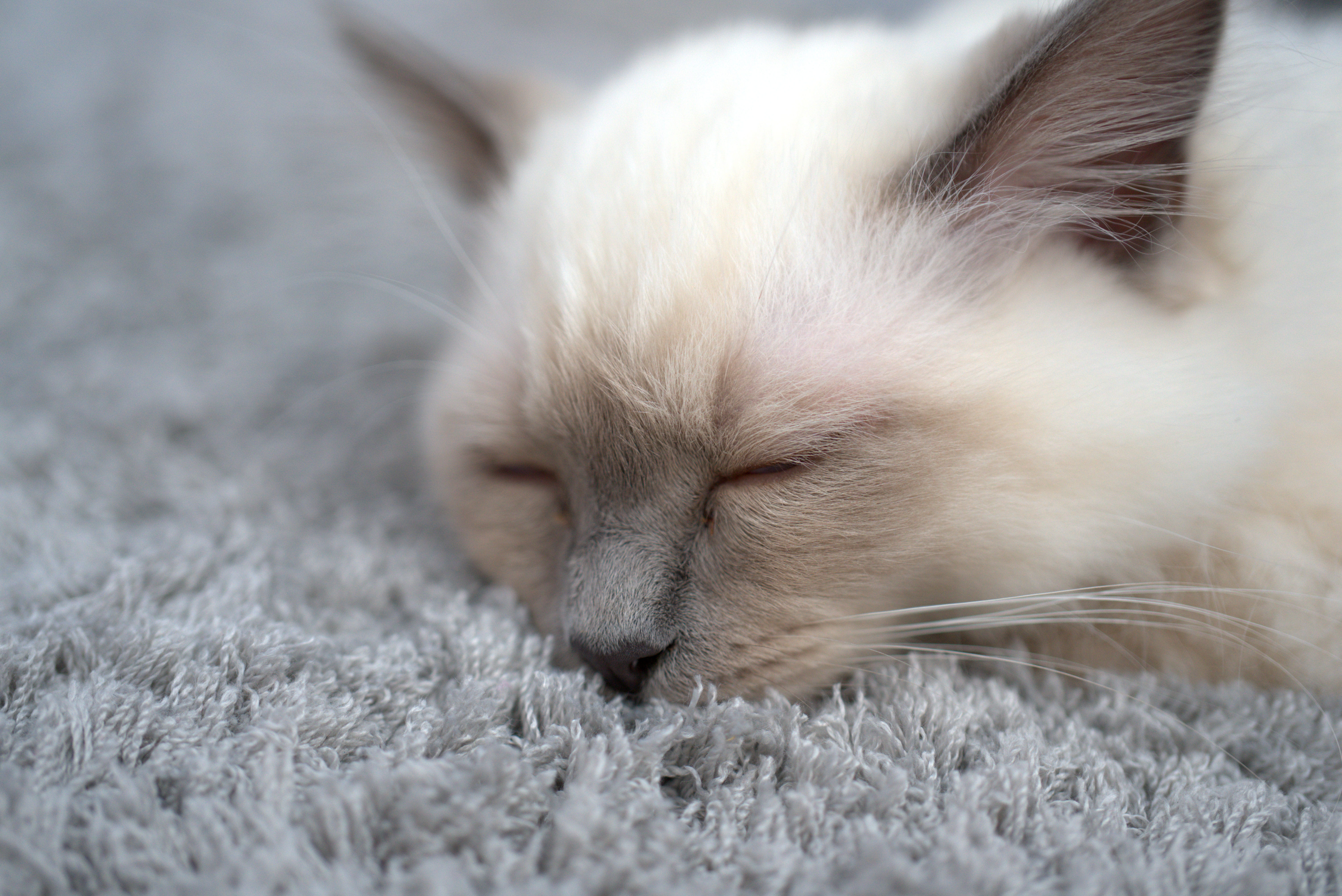 domestic cat, head, close-up, 5K, animal body part, breed cat, cat, vertebrate, whisker, no people, relaxation, mammal, mieze, cute, young animal, domestic, HD Wallpaper