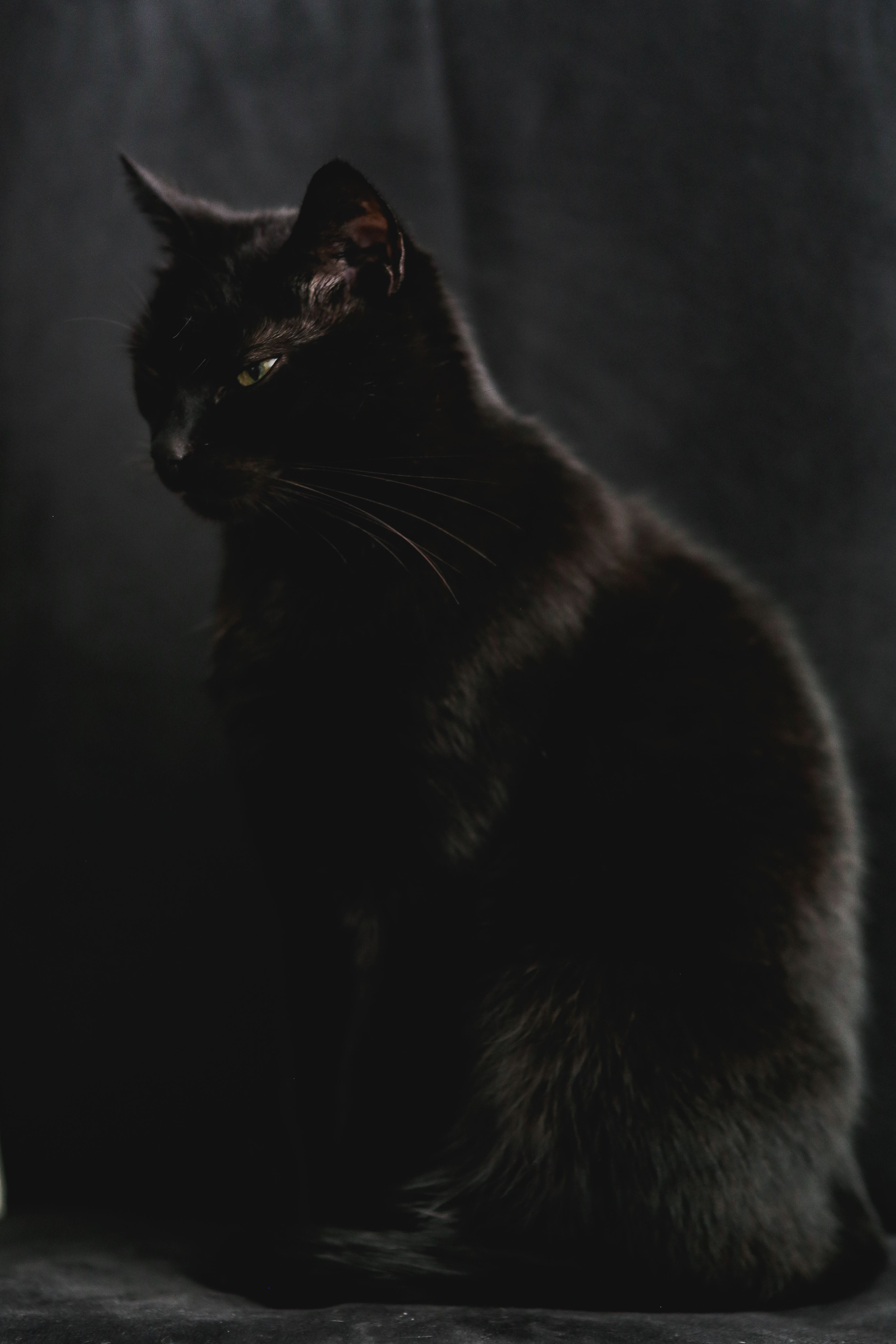 domestic Cat, black cat, sitting, Portrait, cat, fur, cute, profile view, indoors, black, vertebrate, black Color, mammal, animal, animal hair, pets, feline, Phone HD Wallpaper