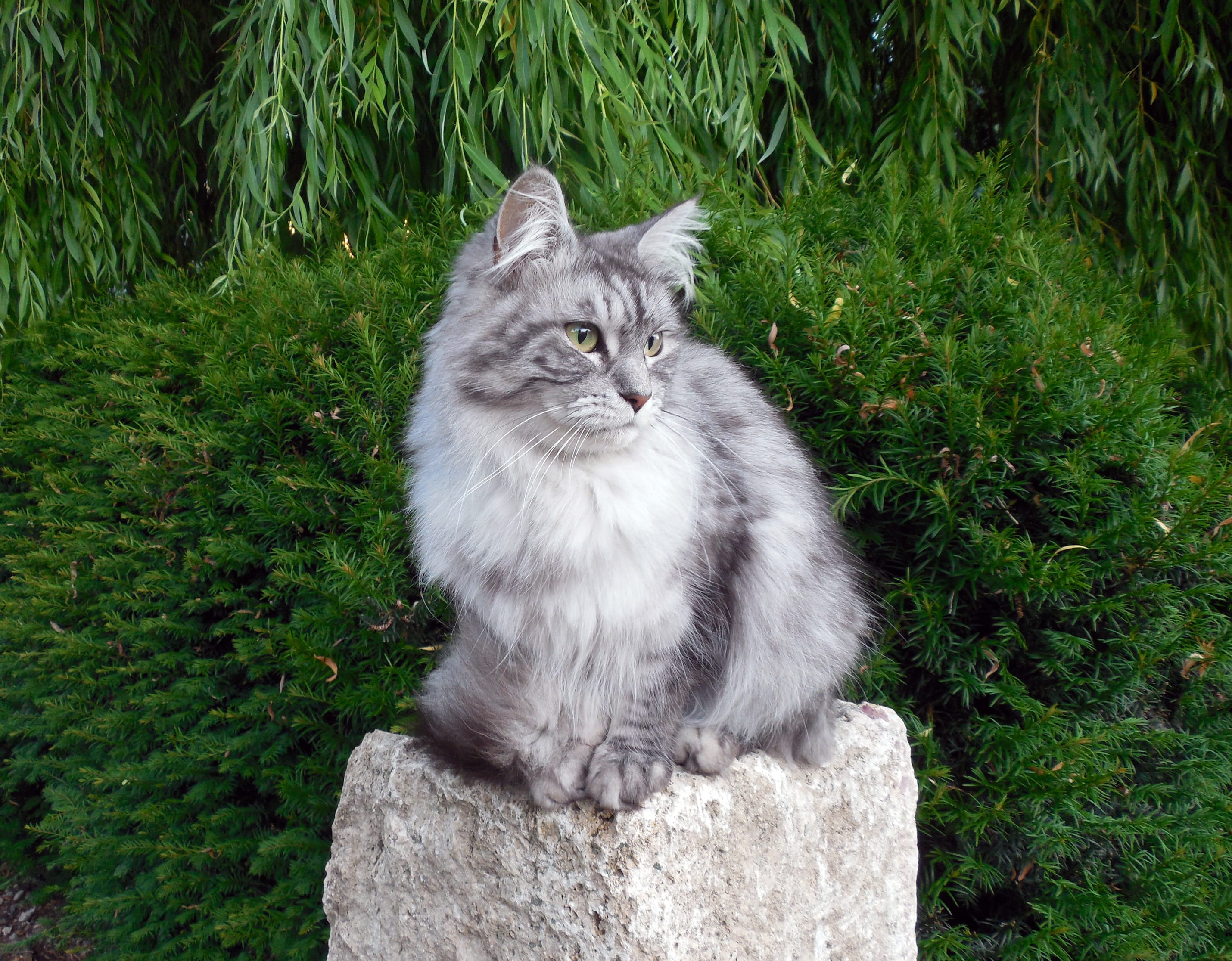 pets, vertebrate, domestic cat, green color, 2K, cat fur, maine coon cat, cats eyes, mieze, plant, animal hair, grass, Pet, dear, domestic, feline, nature, HD Wallpaper