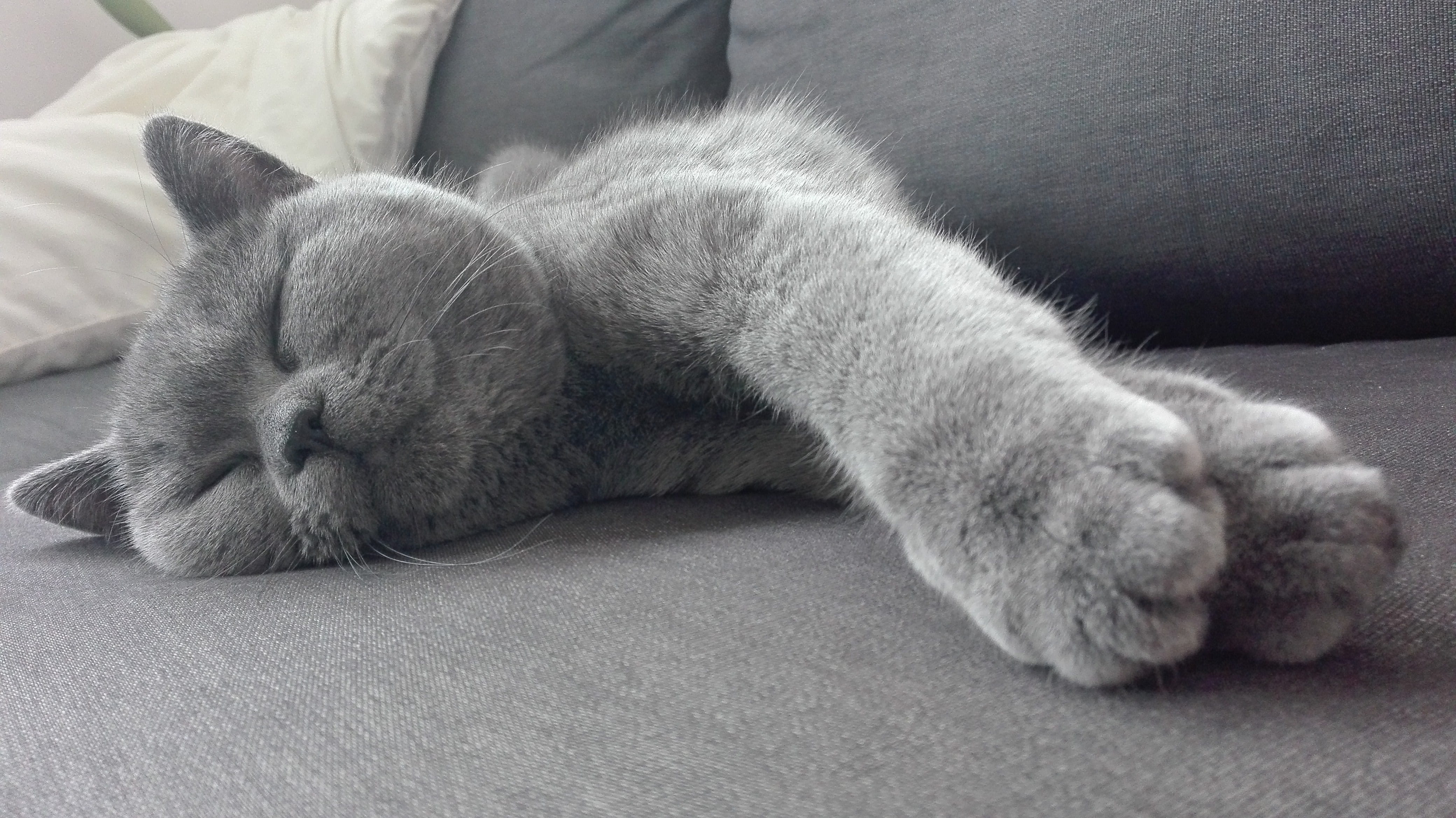 lying down, eyes closed, domestic, relaxation, domestic animals, no people, vertebrate, sleeping, cozy, close-up, whisker, resting, mieze, british shorthair, HD Wallpaper