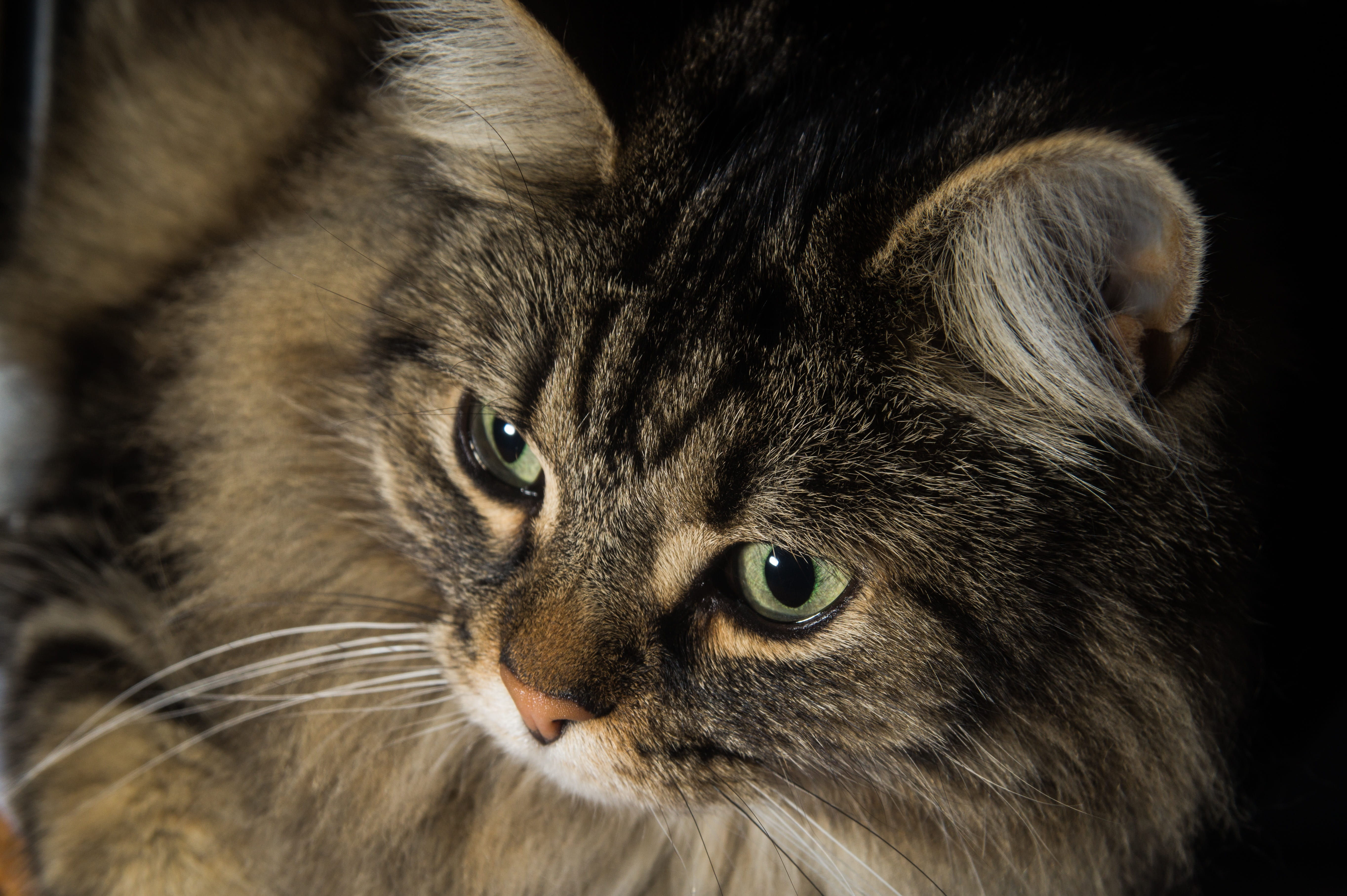 domestic, CatS Eyes, 5K, animal hair, mammal, cute, animal themes, portrait, adidas, domestic cat, looking, Norwegian Forest Cat, close-up, animal, whisker, HD Wallpaper