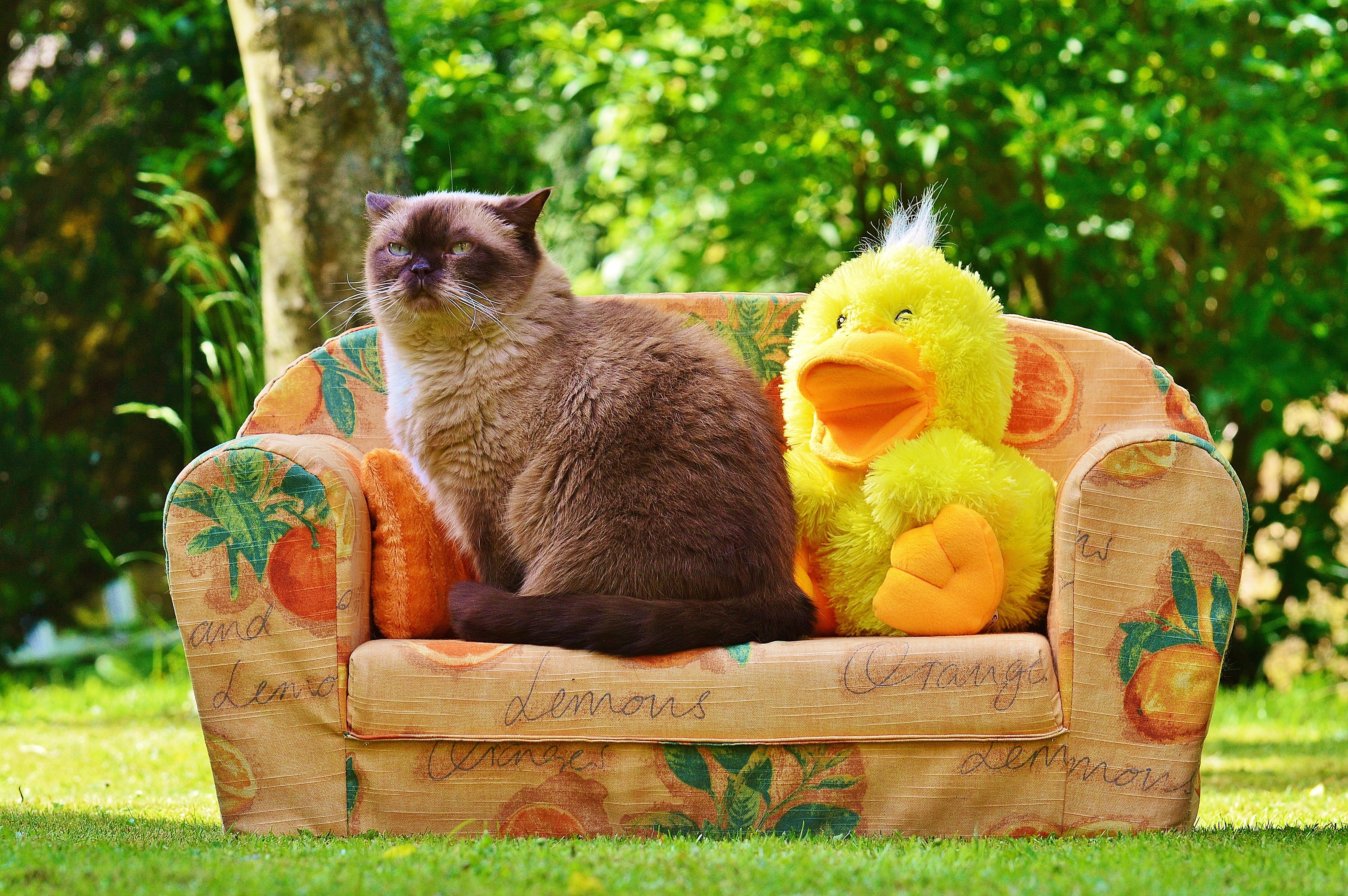 no people, soft toy, sweet, toys, whisker, sitting, funny, children, picnic basket, outdoors, british shorthair, vertebrate, plant, nature, meadow, mammal, HD Wallpaper