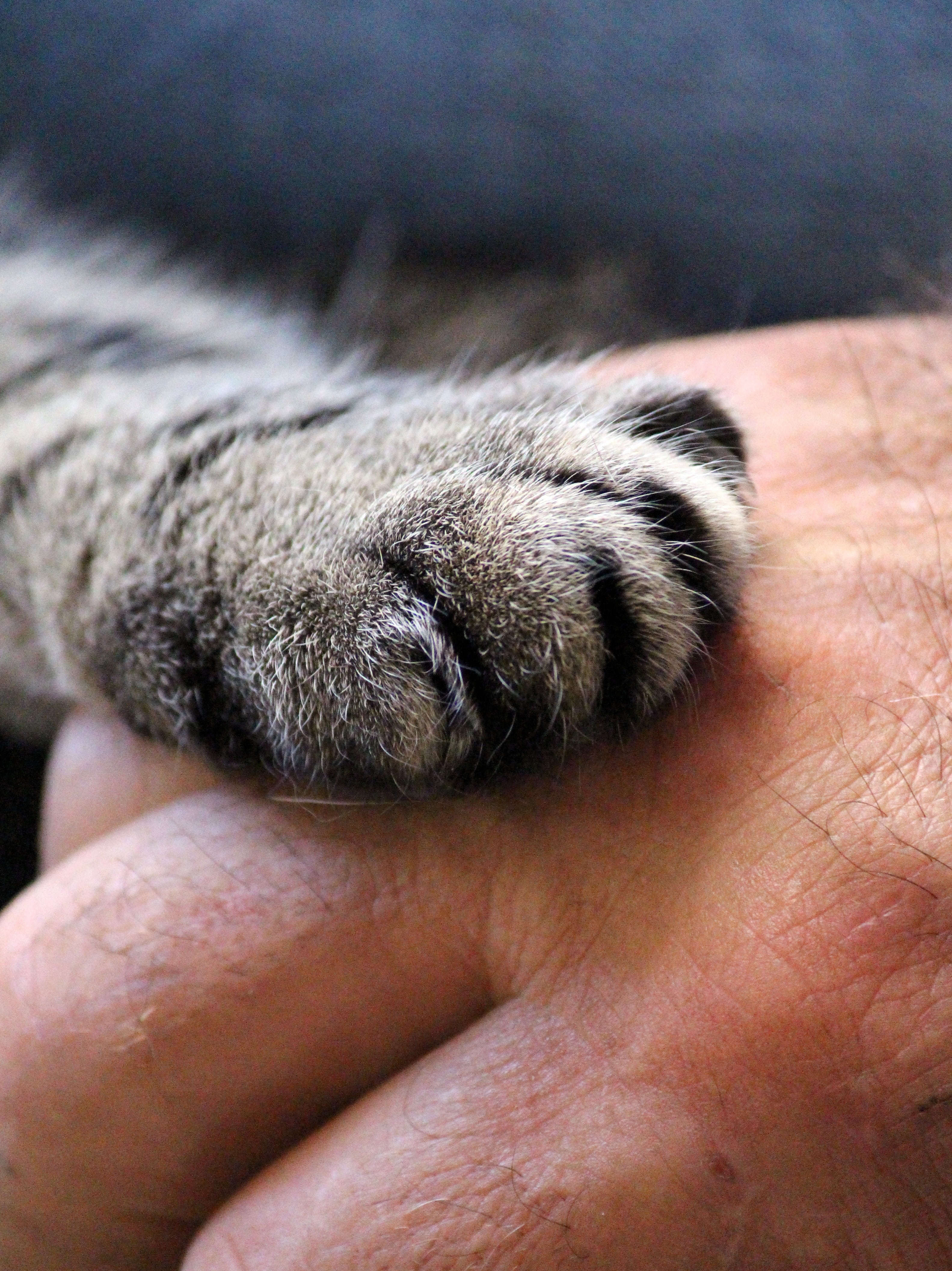 mackerel, cat, fur, close-up, silver, tabby, pets, one person, cute, cat paw, close, hand, pet, finger, animal paws, mammal, feline, paw, animal, fluffy, Phone HD Wallpaper