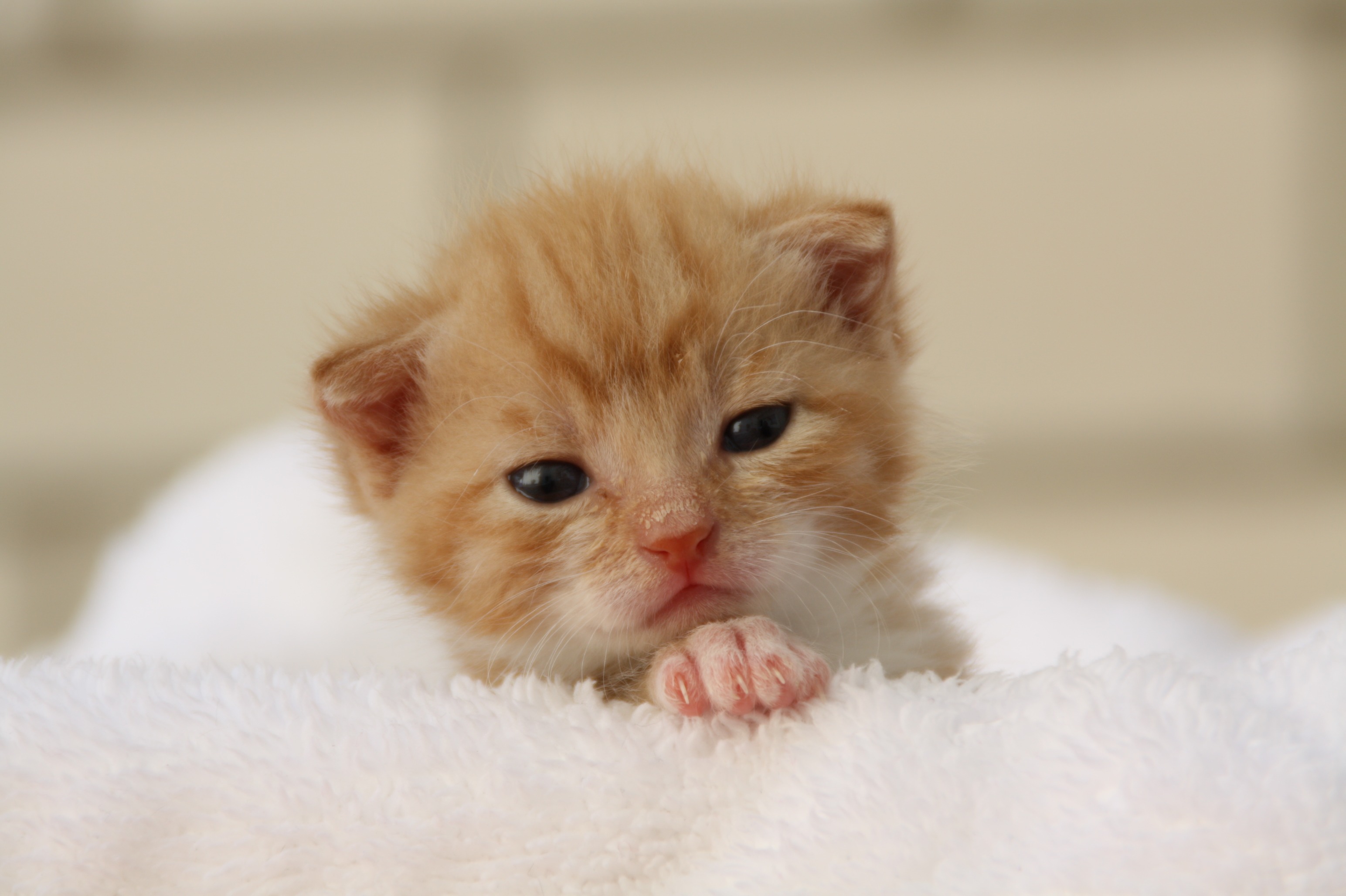 puppy, animal head, whisker, domestic cat, photography, kitten, cat, softness, close, pet, white, fleece, mieze, young cat, one animal, cat face, curious, HD Wallpaper