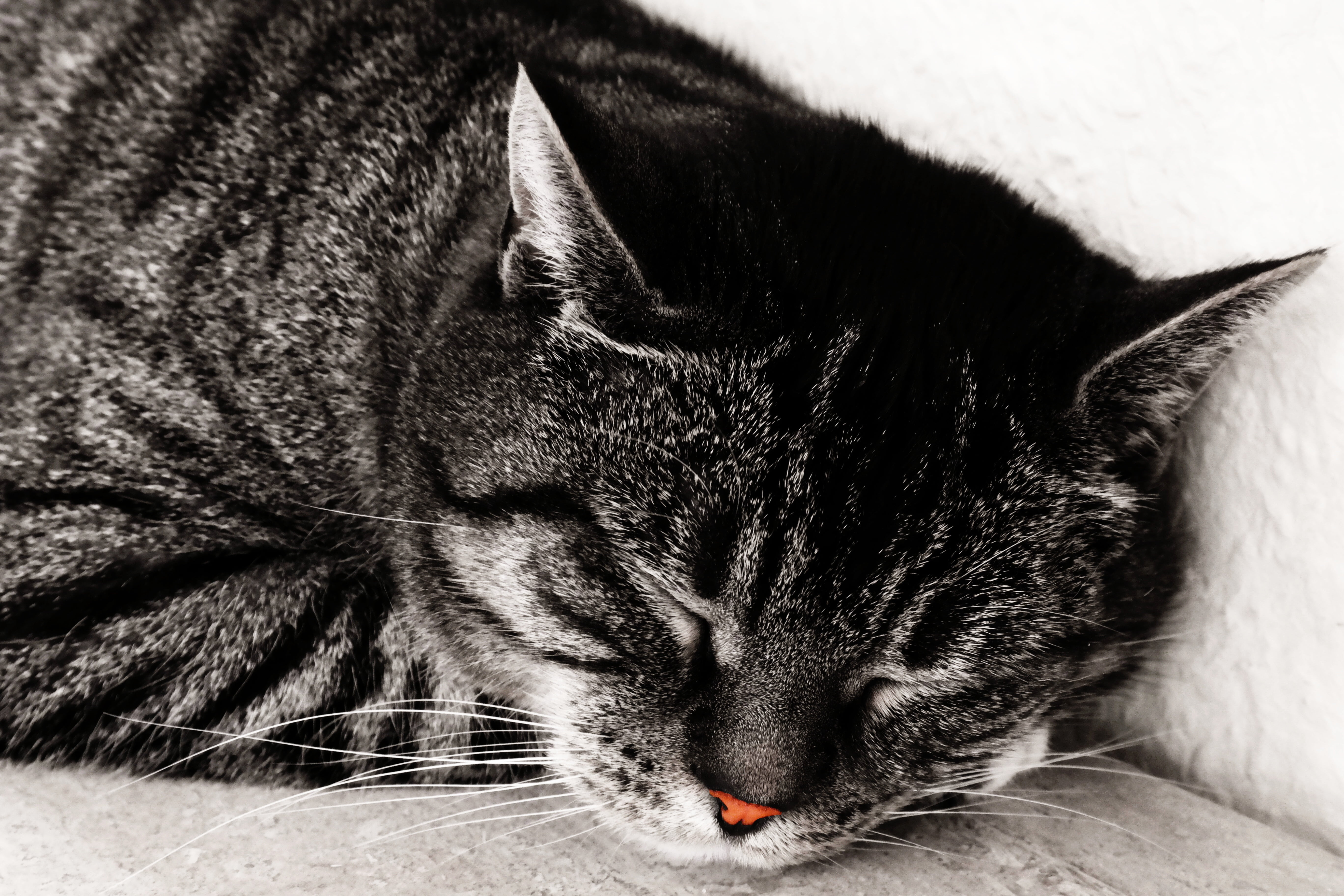 sleep, mammal, cuddly, silver, snuggle, animal body part, british shorthair cat, relax, one animal, meditative, animal head, black and white, animal themes, HD Wallpaper