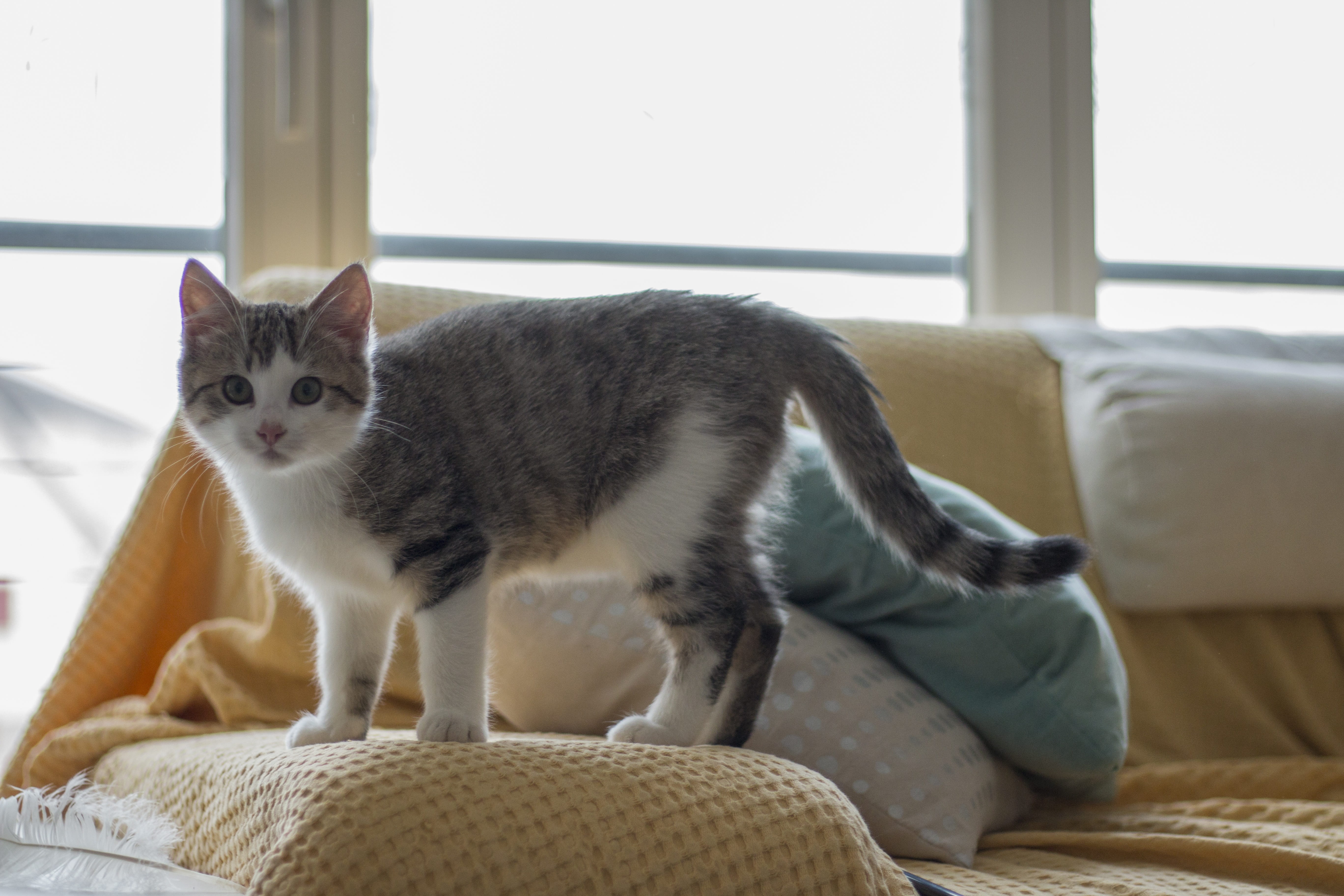 portrait, young, furniture, sweet, fur, pets, adidas, baby cat, domestic animals, looking at camera, pillow, 5K, kitten, full length, tabby, feline, domestic room, HD Wallpaper